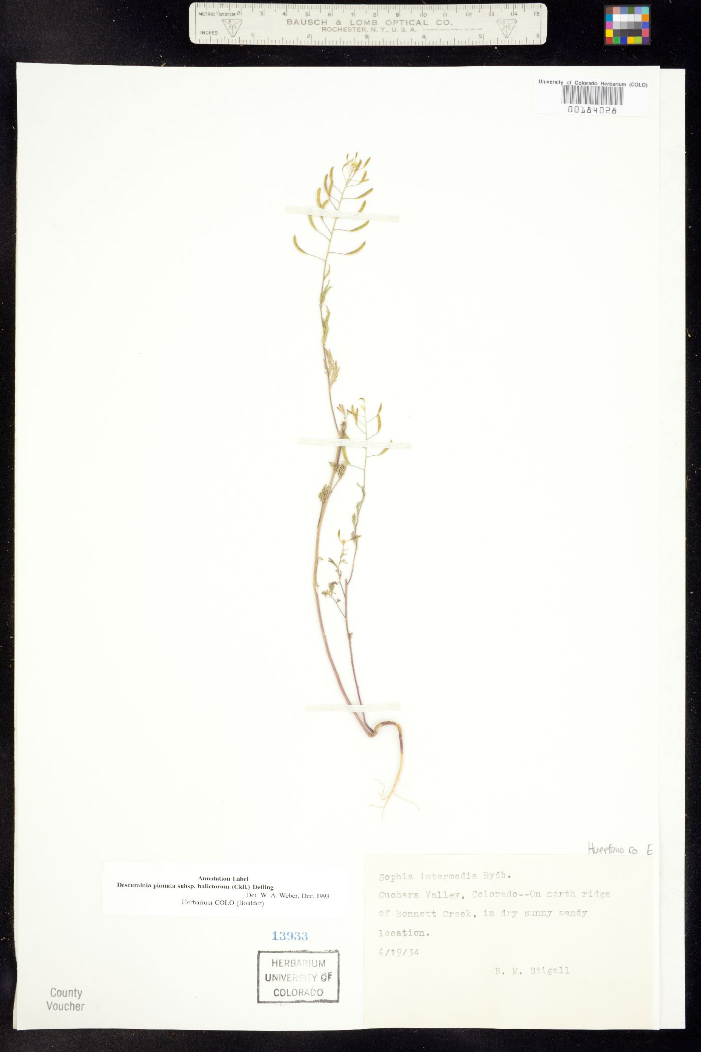 Descurainia pinnata ssp. halictorum image