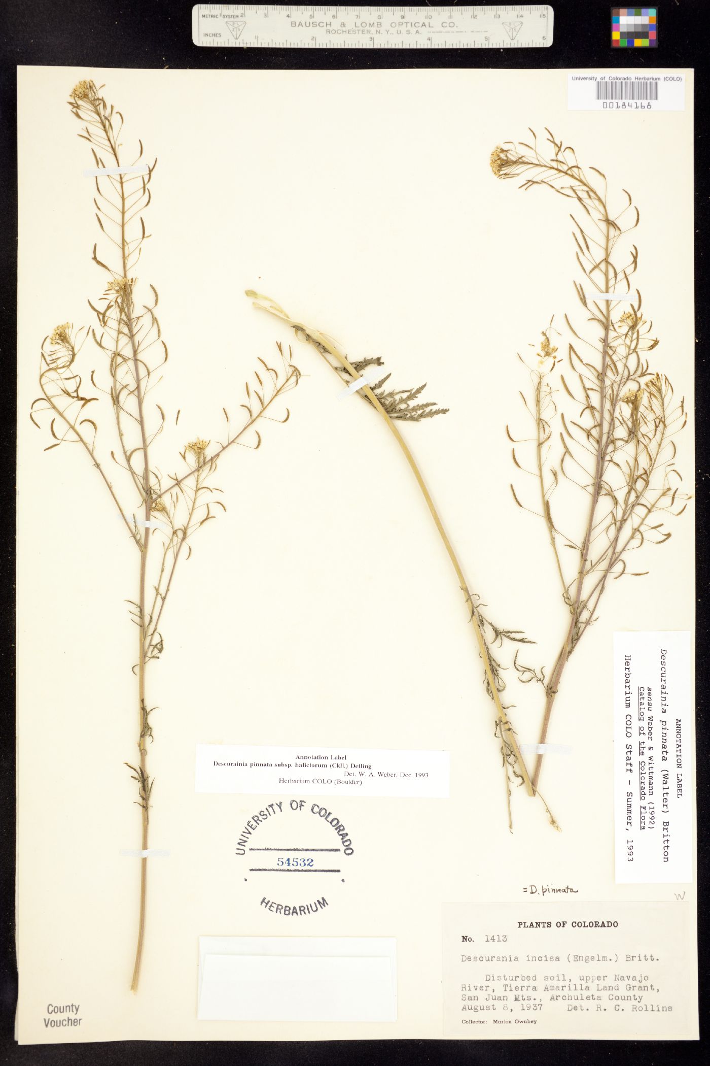 Descurainia pinnata ssp. halictorum image