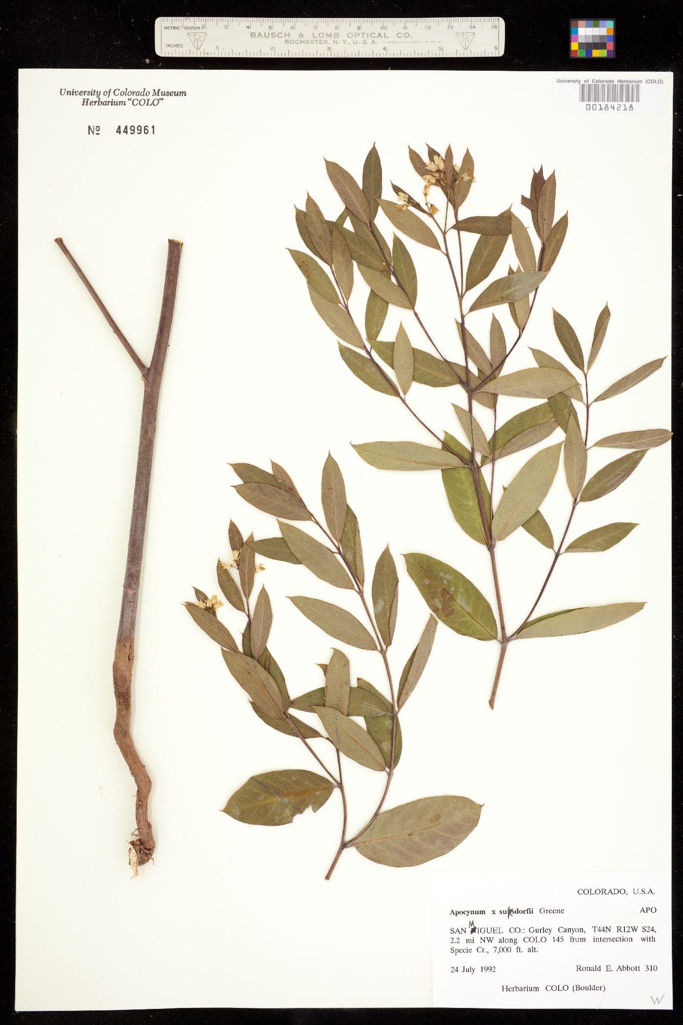Apocynaceae image