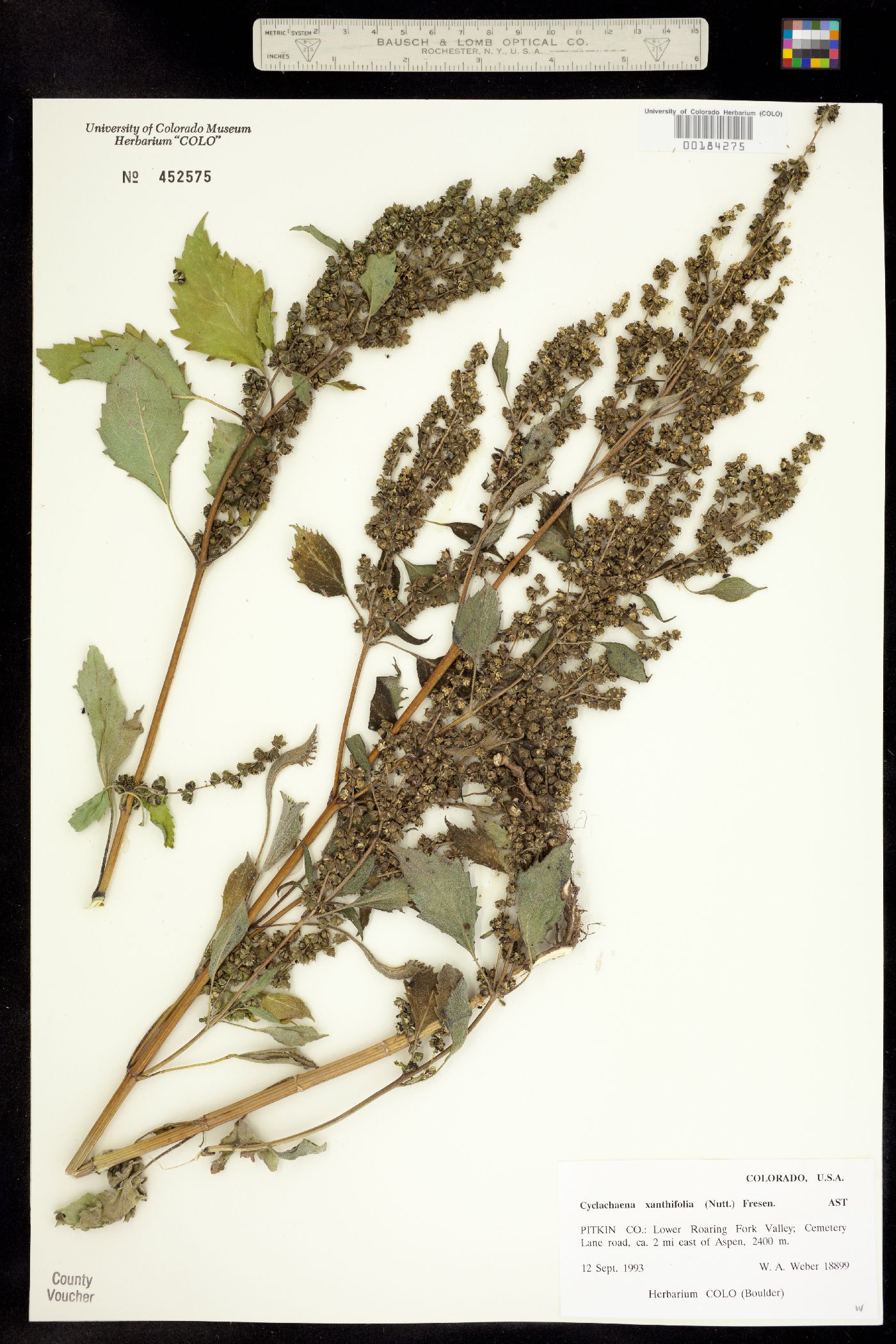 Cyclachaena xanthiifolia image