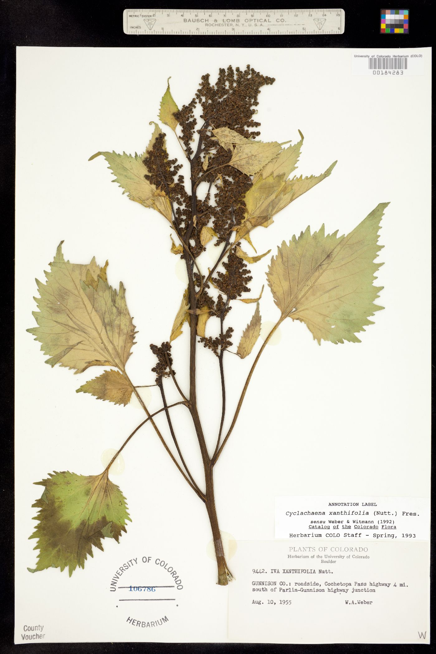 Cyclachaena xanthiifolia image