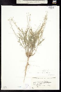 Descurainia pinnata ssp. brachycarpa image