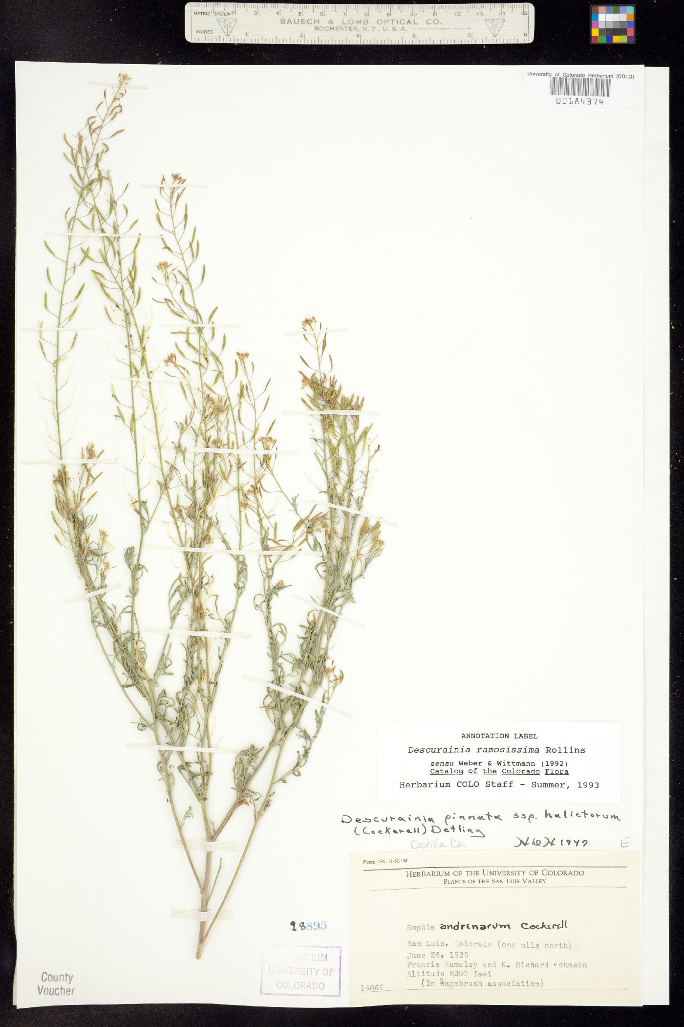 Descurainia pinnata ssp. brachycarpa image