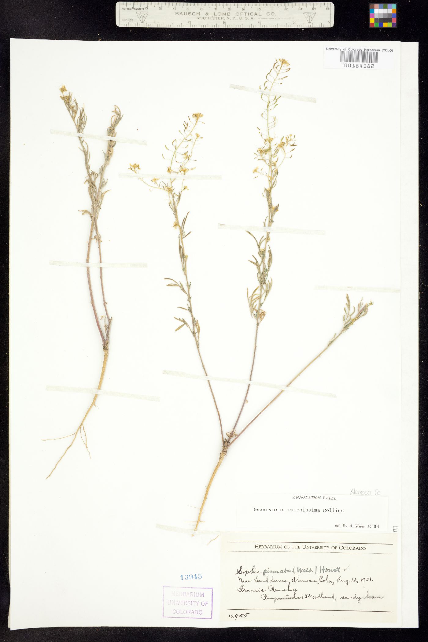 Descurainia pinnata subsp. brachycarpa image