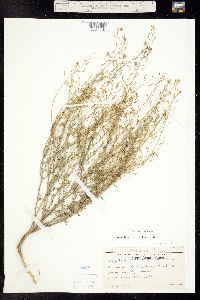 Descurainia pinnata ssp. brachycarpa image