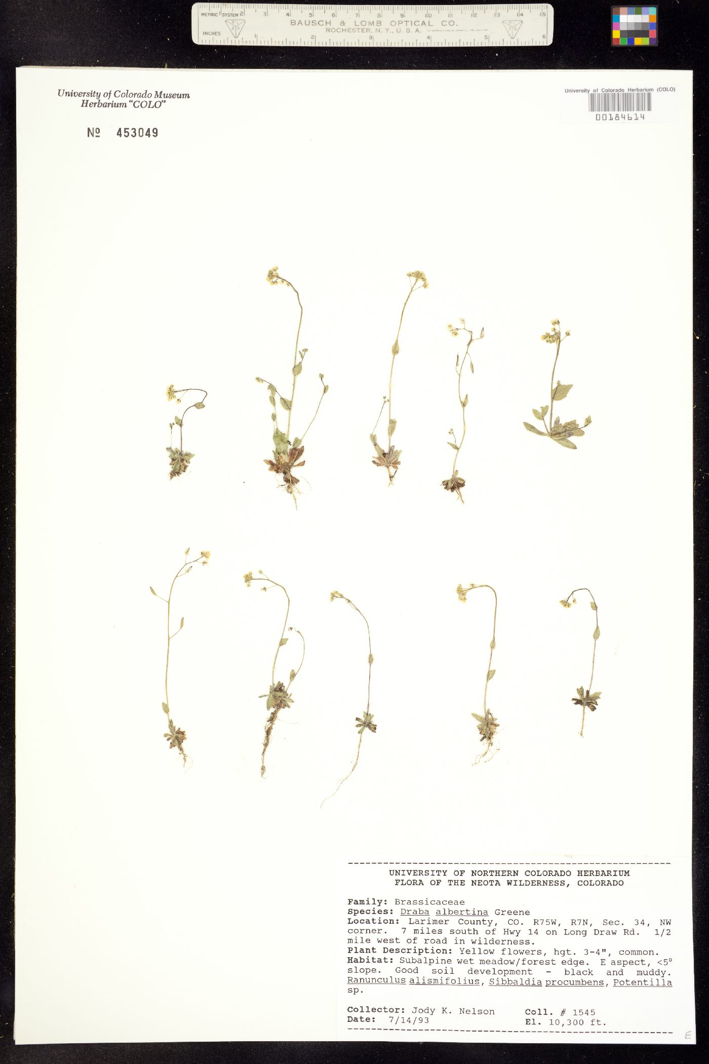 Draba image