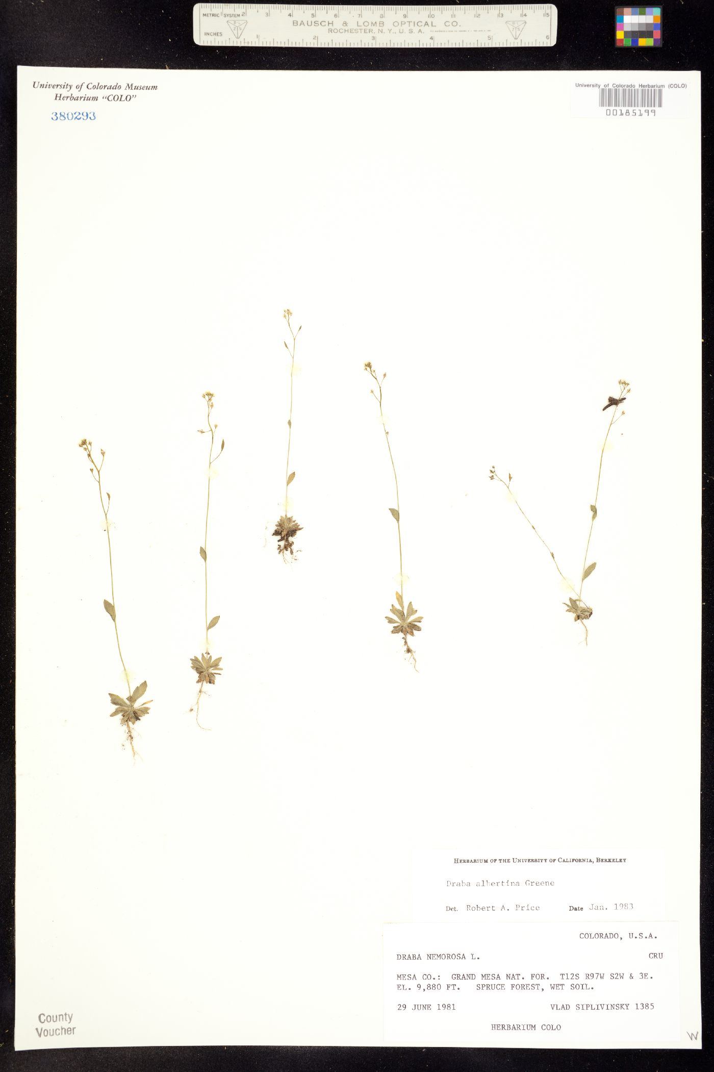 Draba albertina image