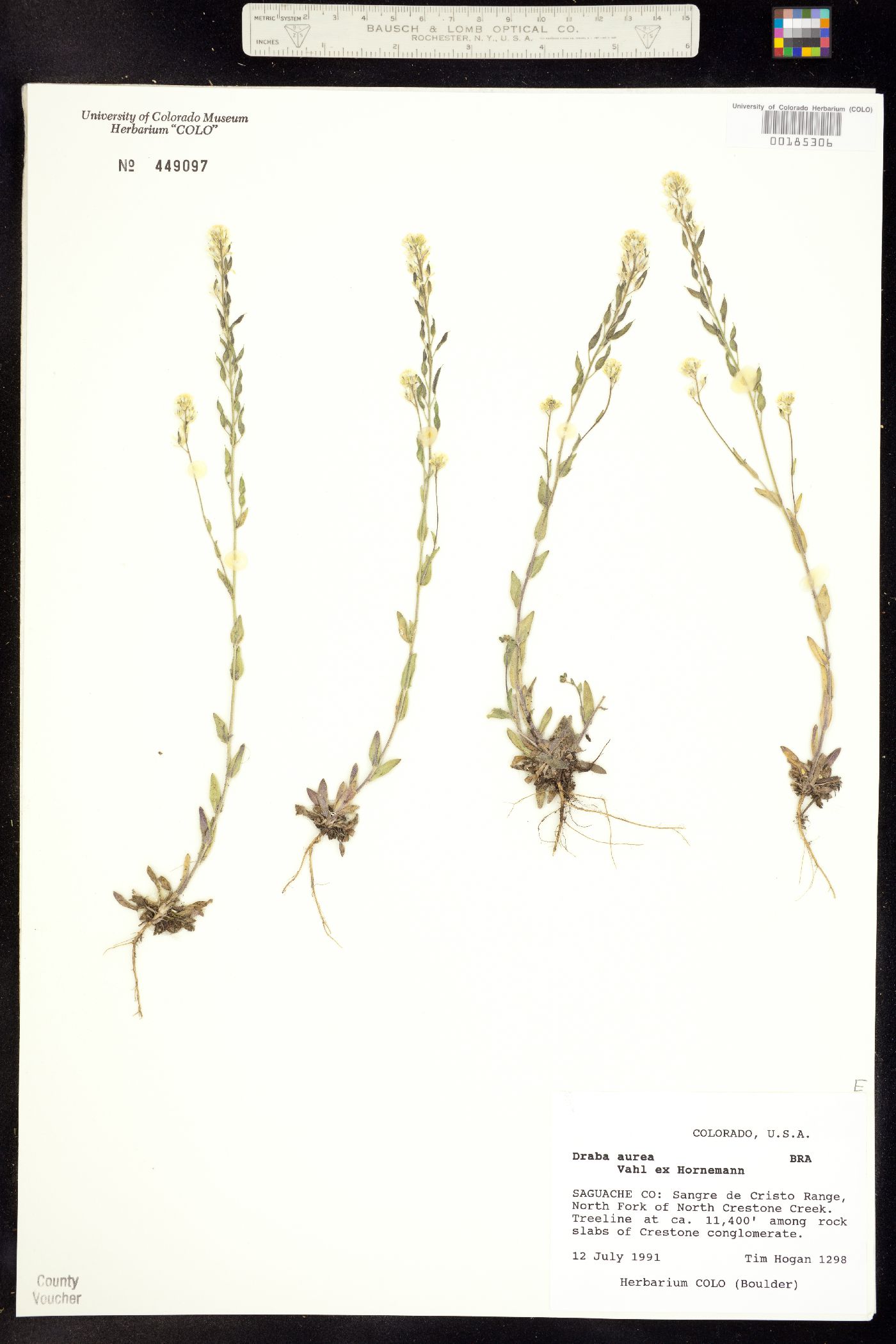 Draba aurea image