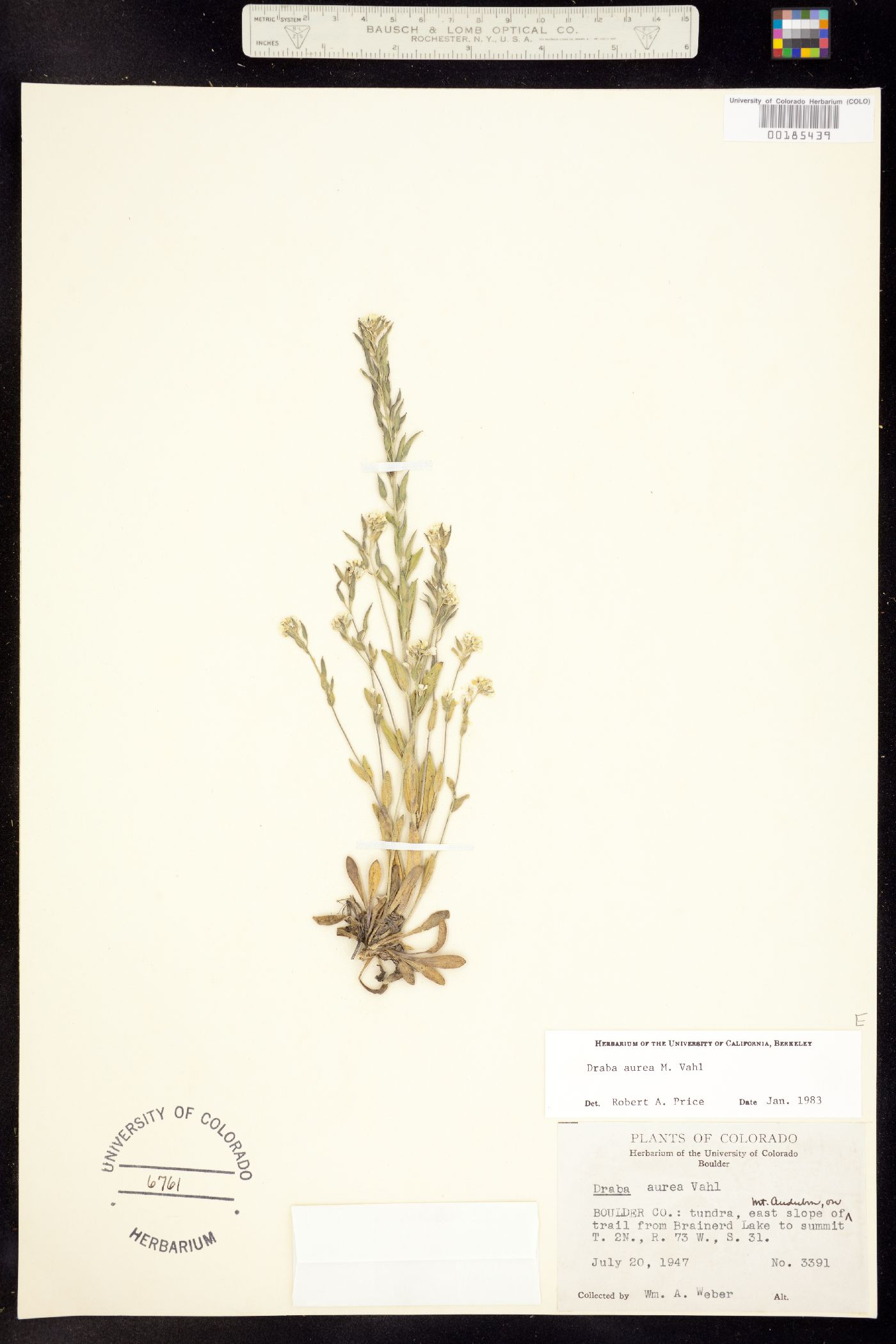 Draba aurea image