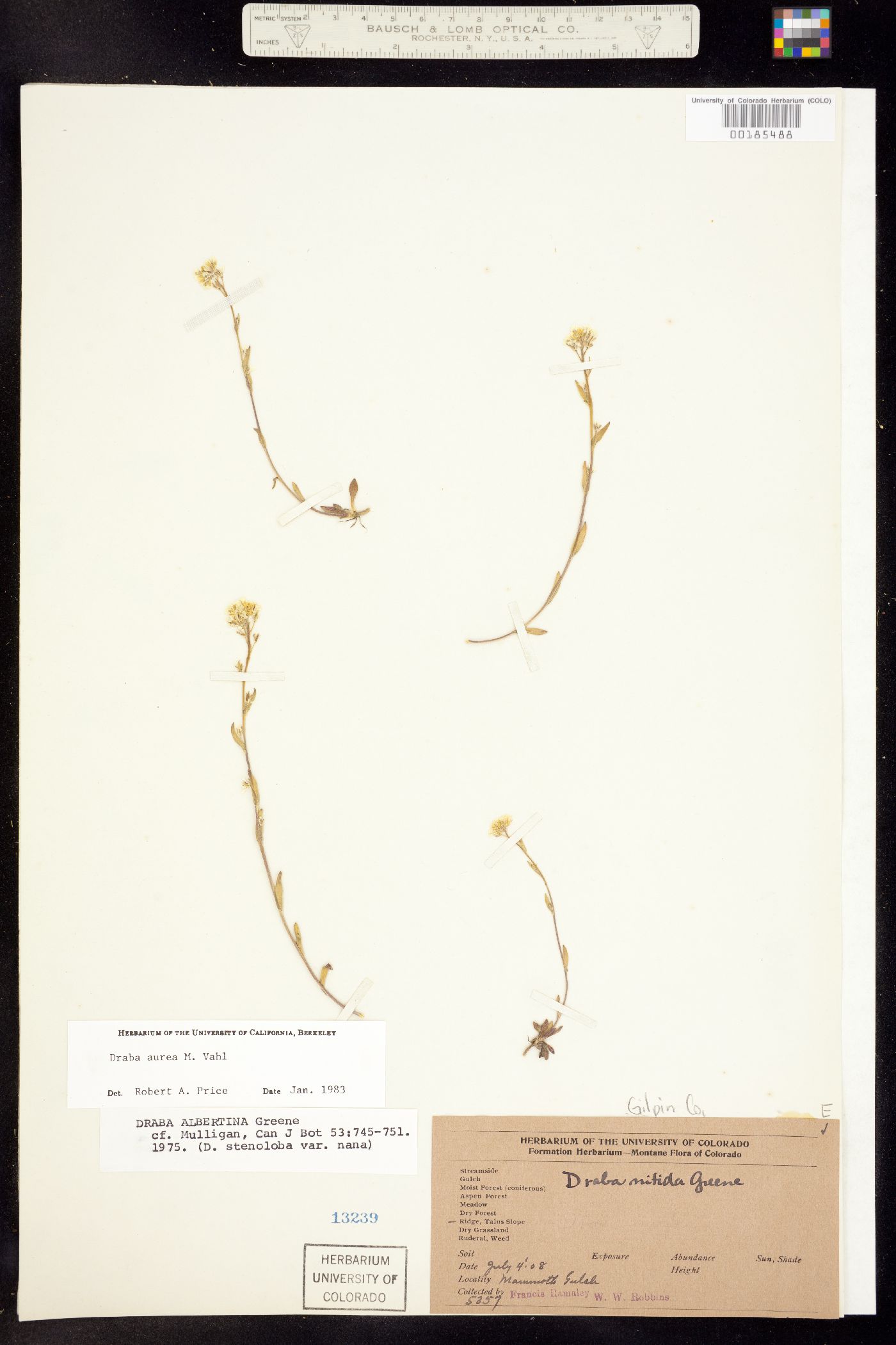 Draba aurea image