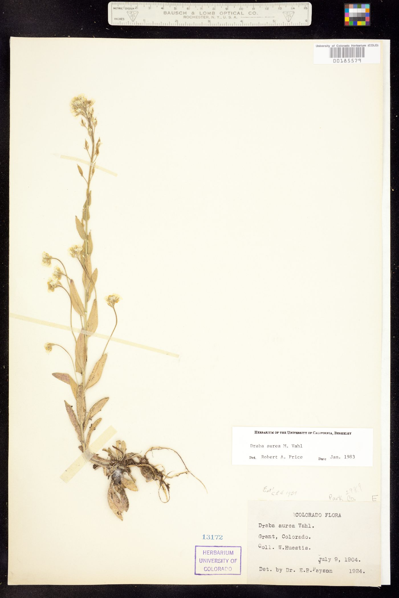 Draba aurea image
