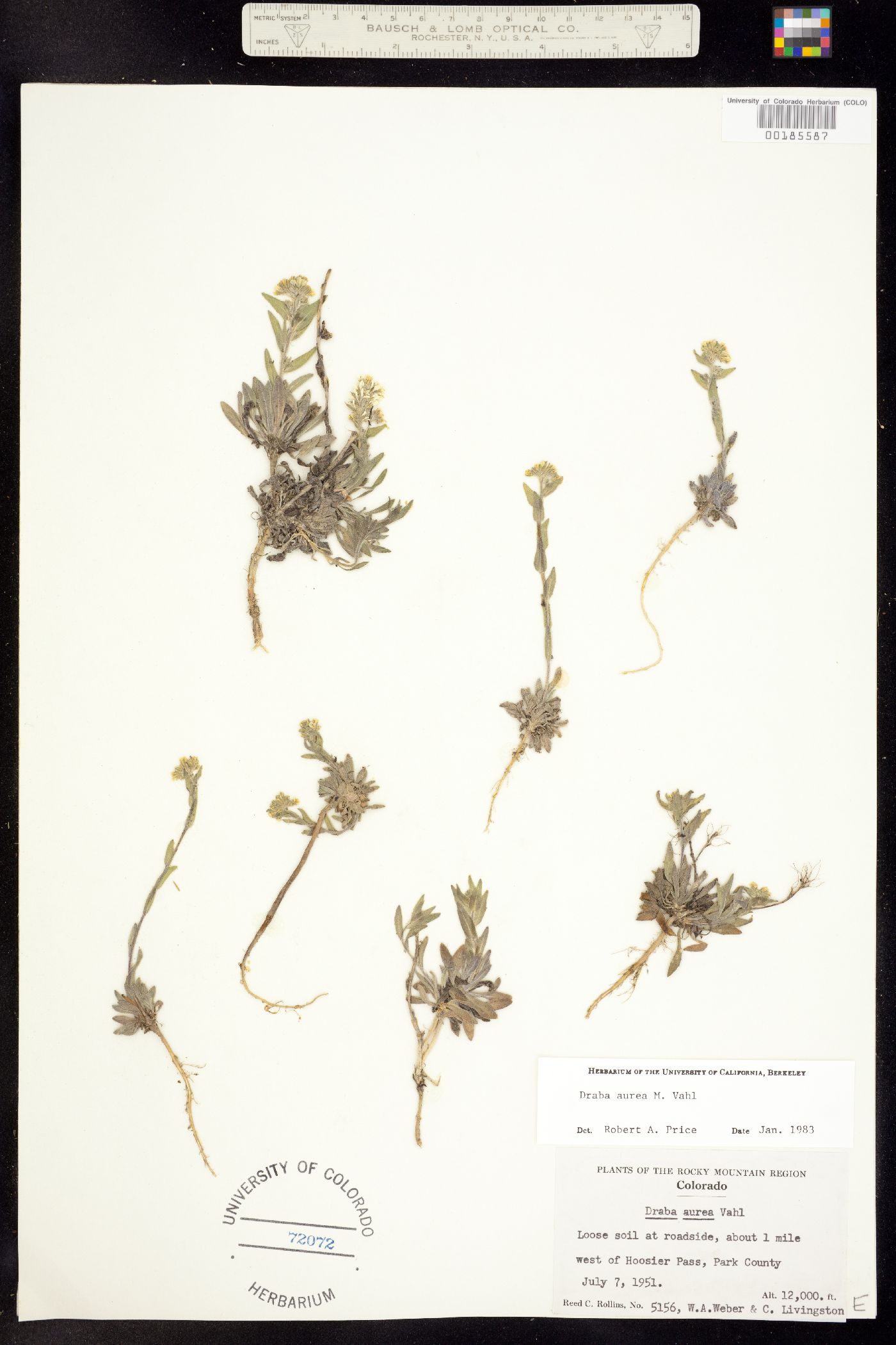 Draba aurea image