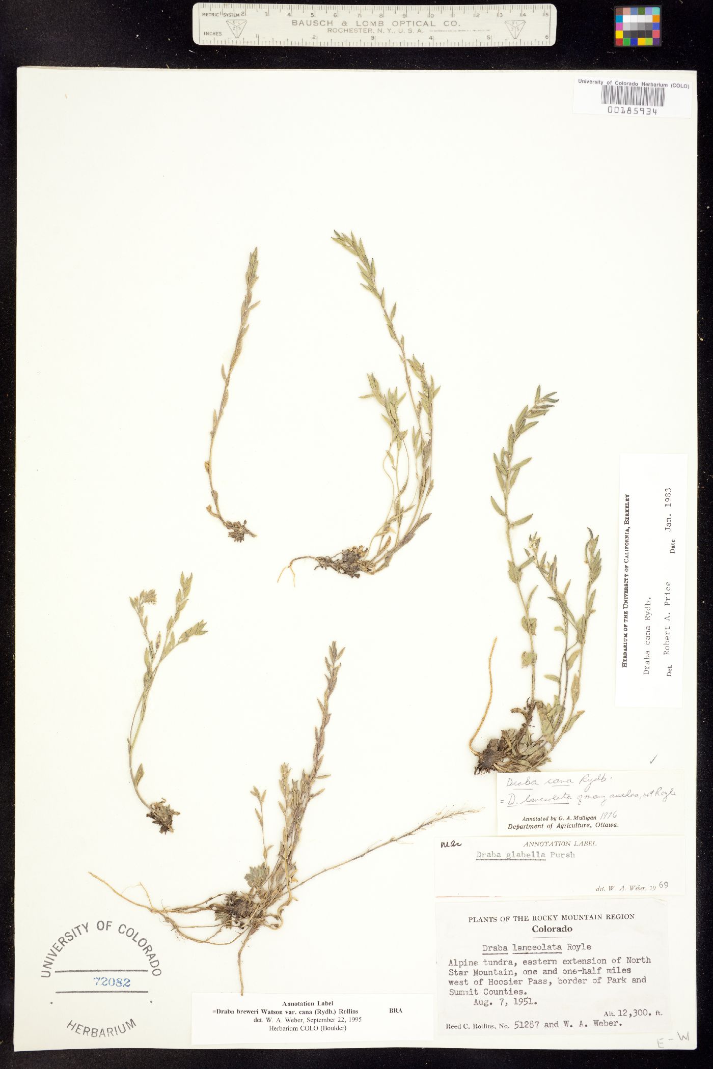 Draba cana image