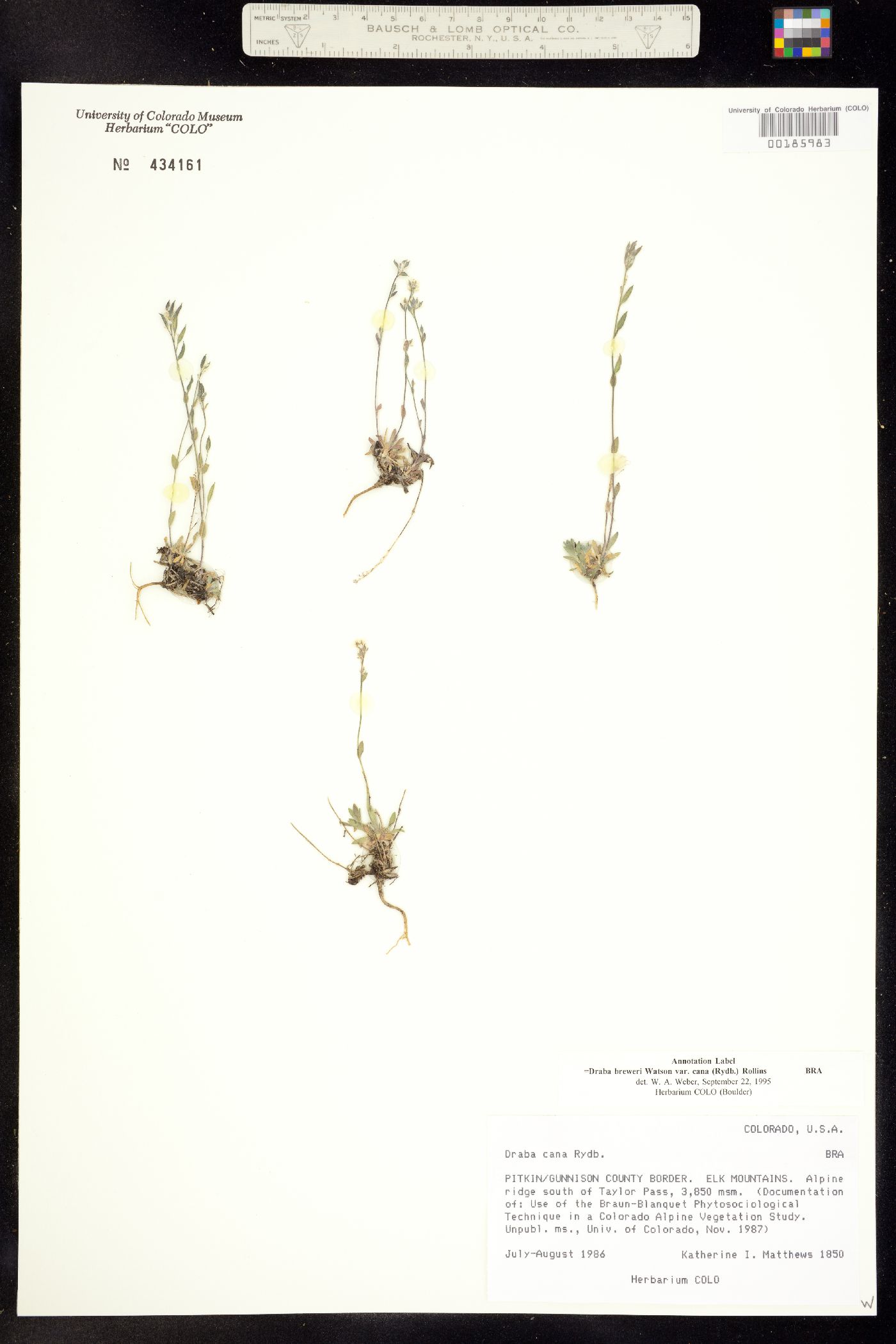 Draba breweri image