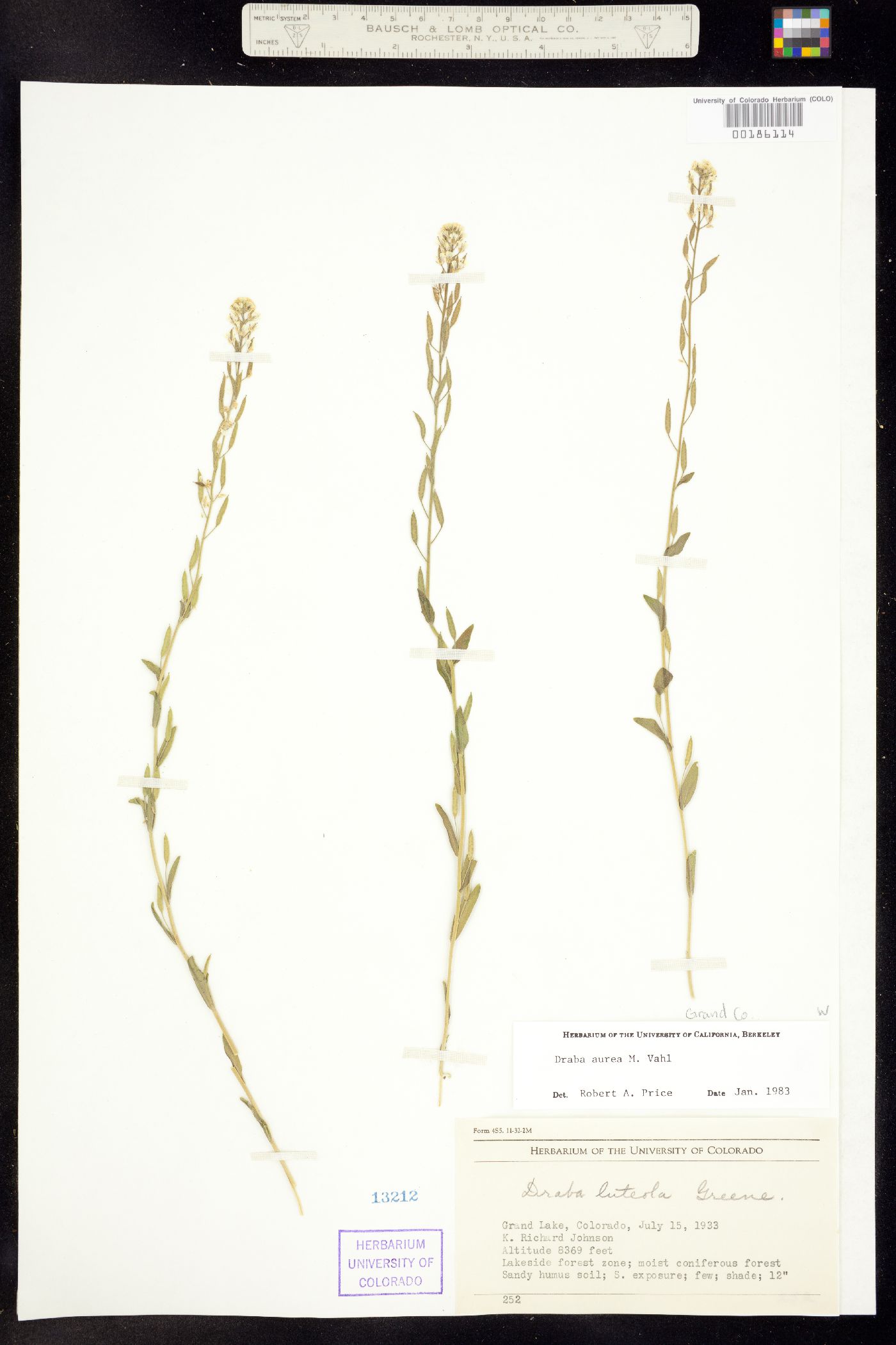 Draba aurea image