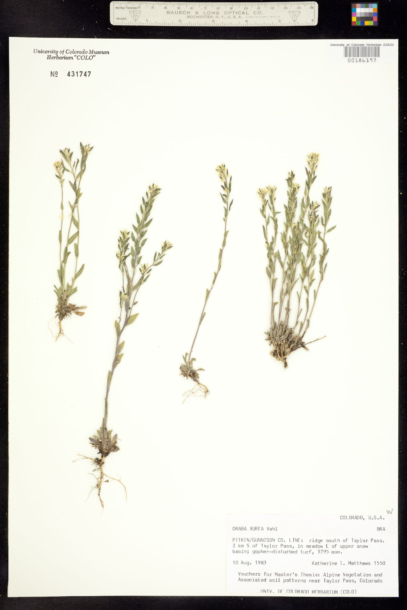 Draba aurea image