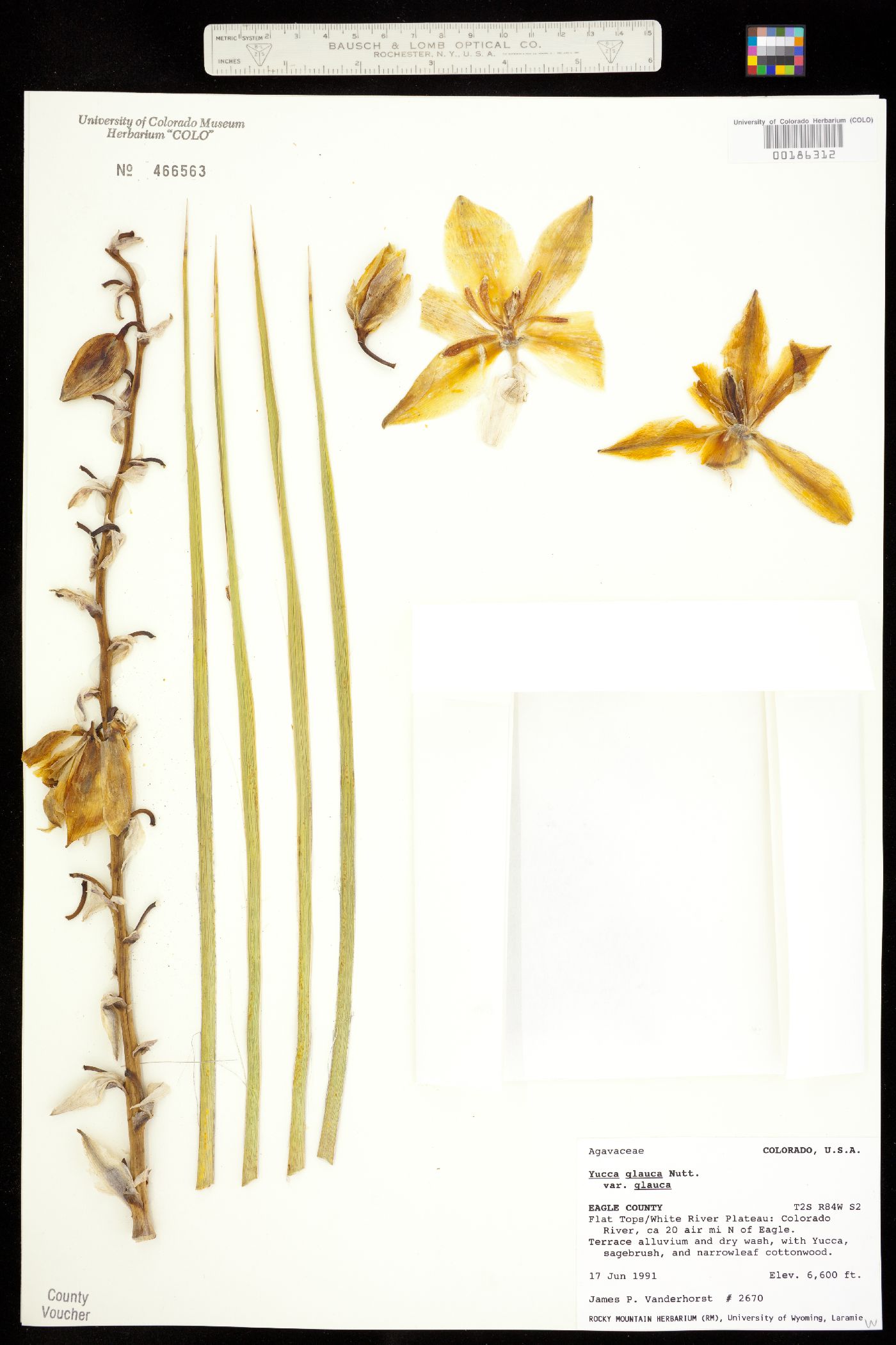 Yucca glauca image