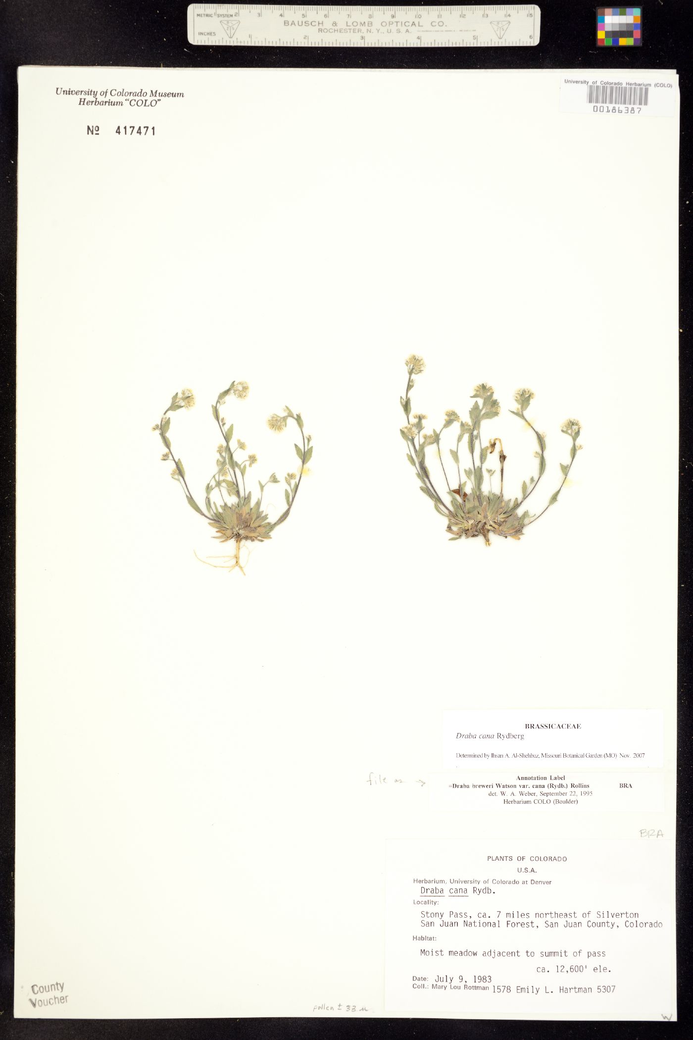 Draba cana image