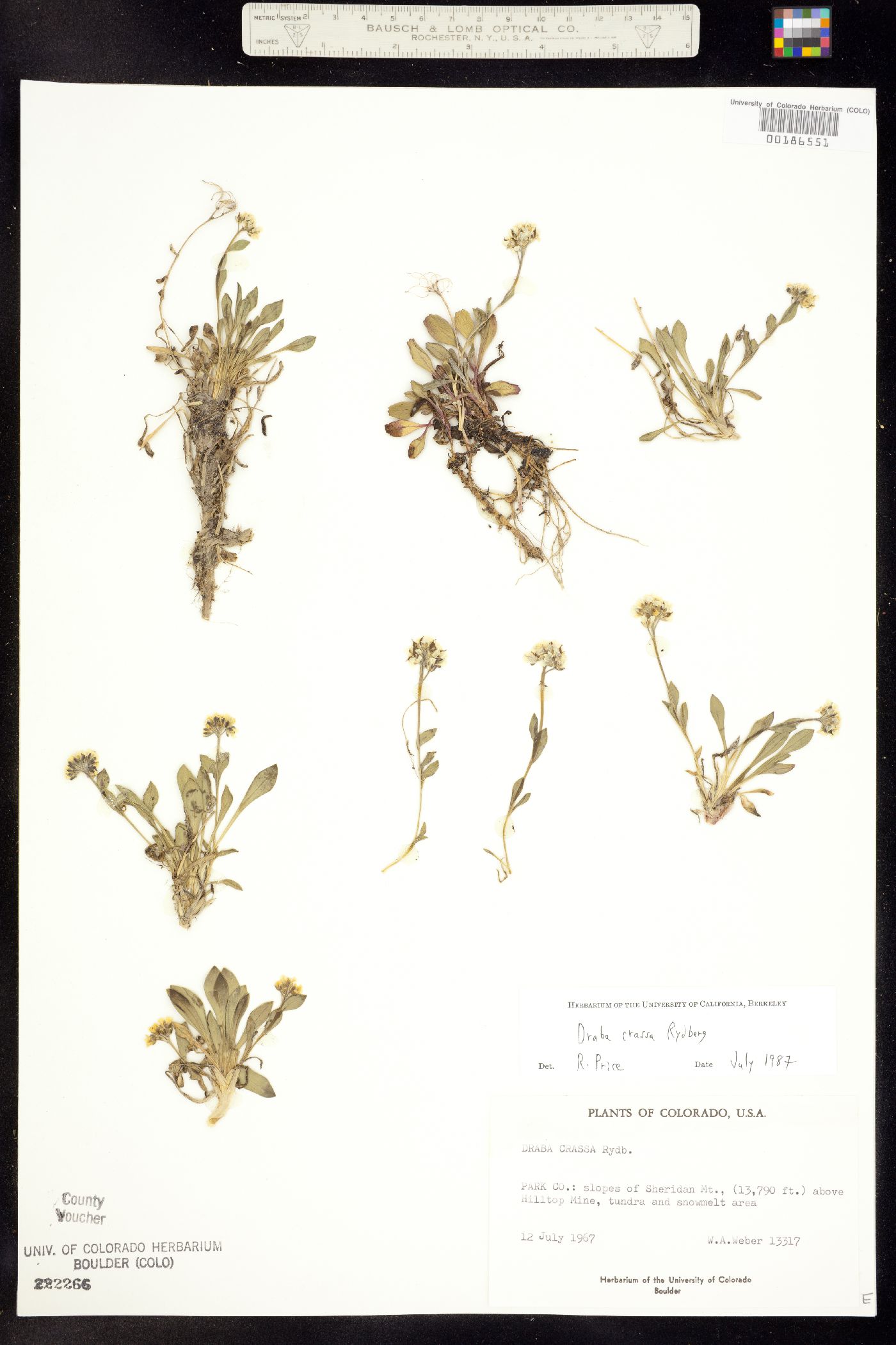 Draba crassa image