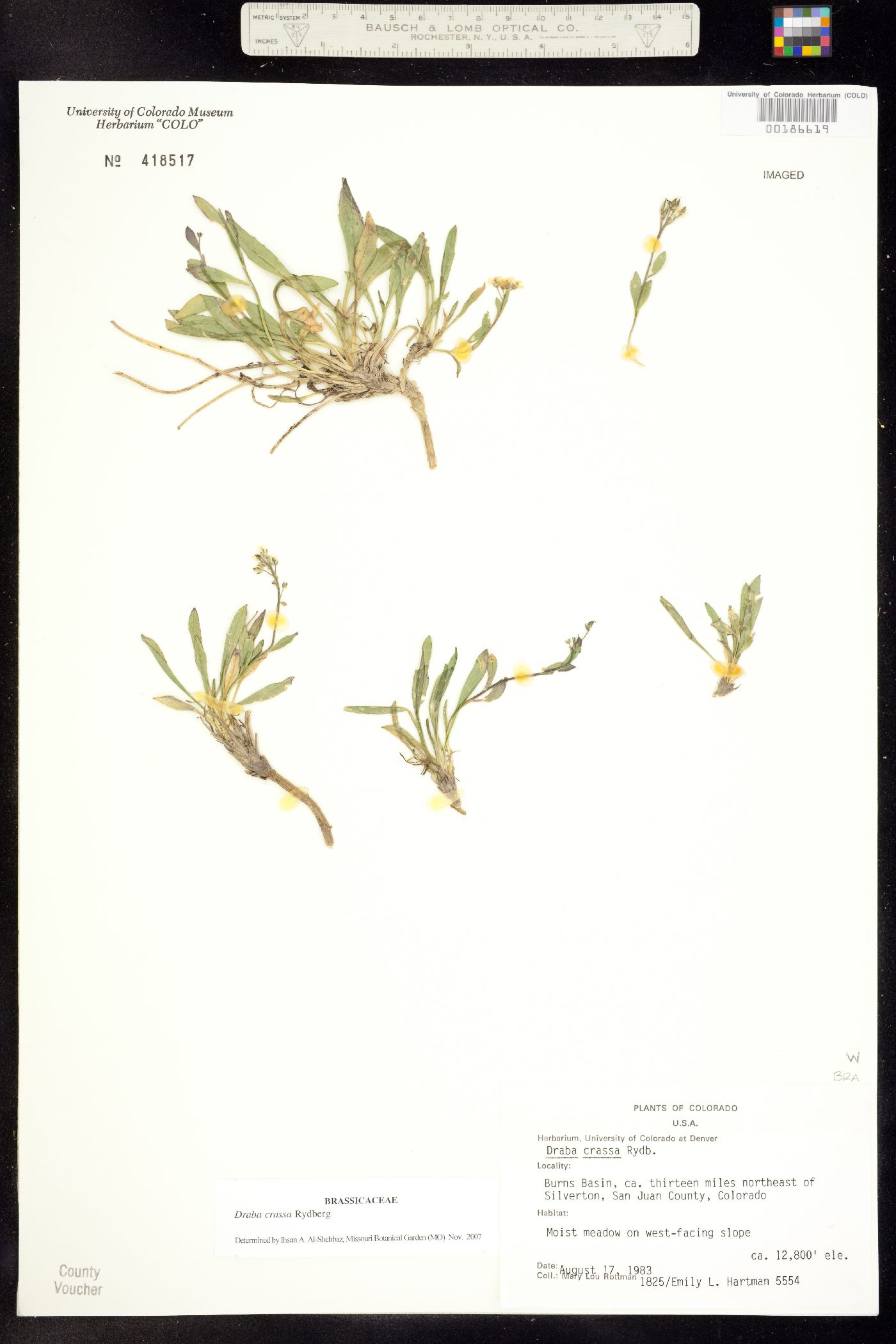 Draba crassa image