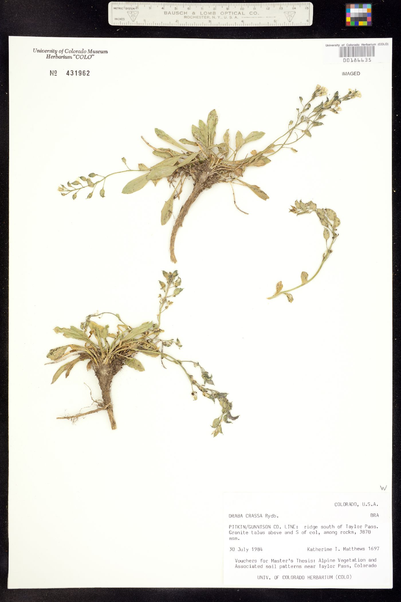 Draba crassa image