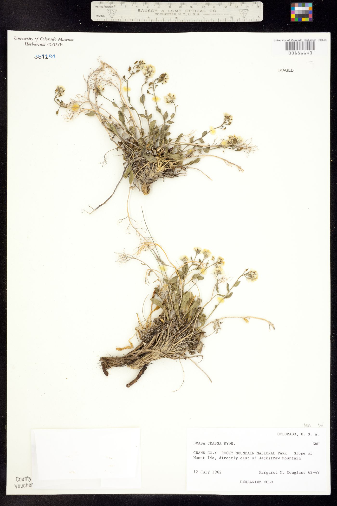 Draba crassa image