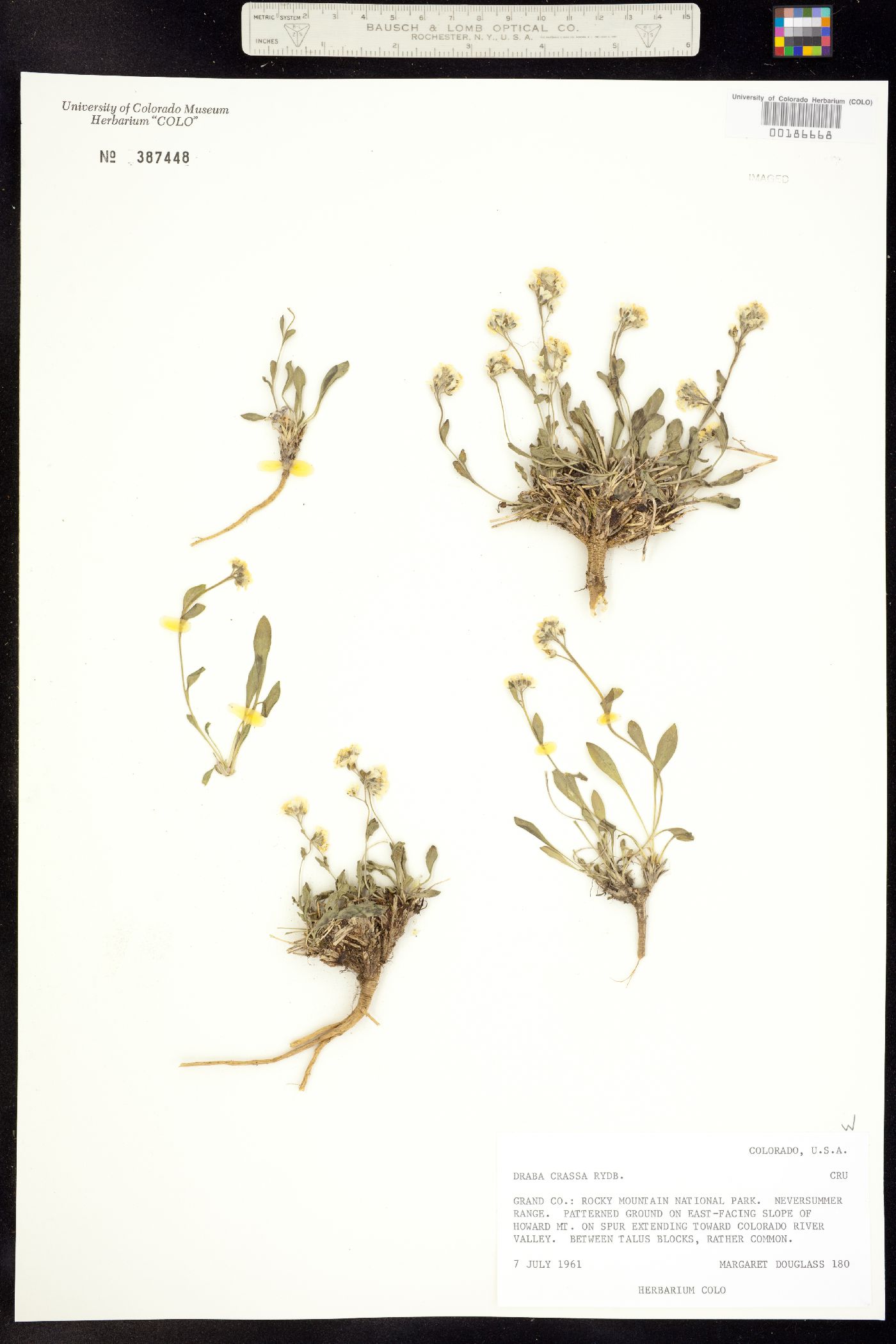 Draba crassa image