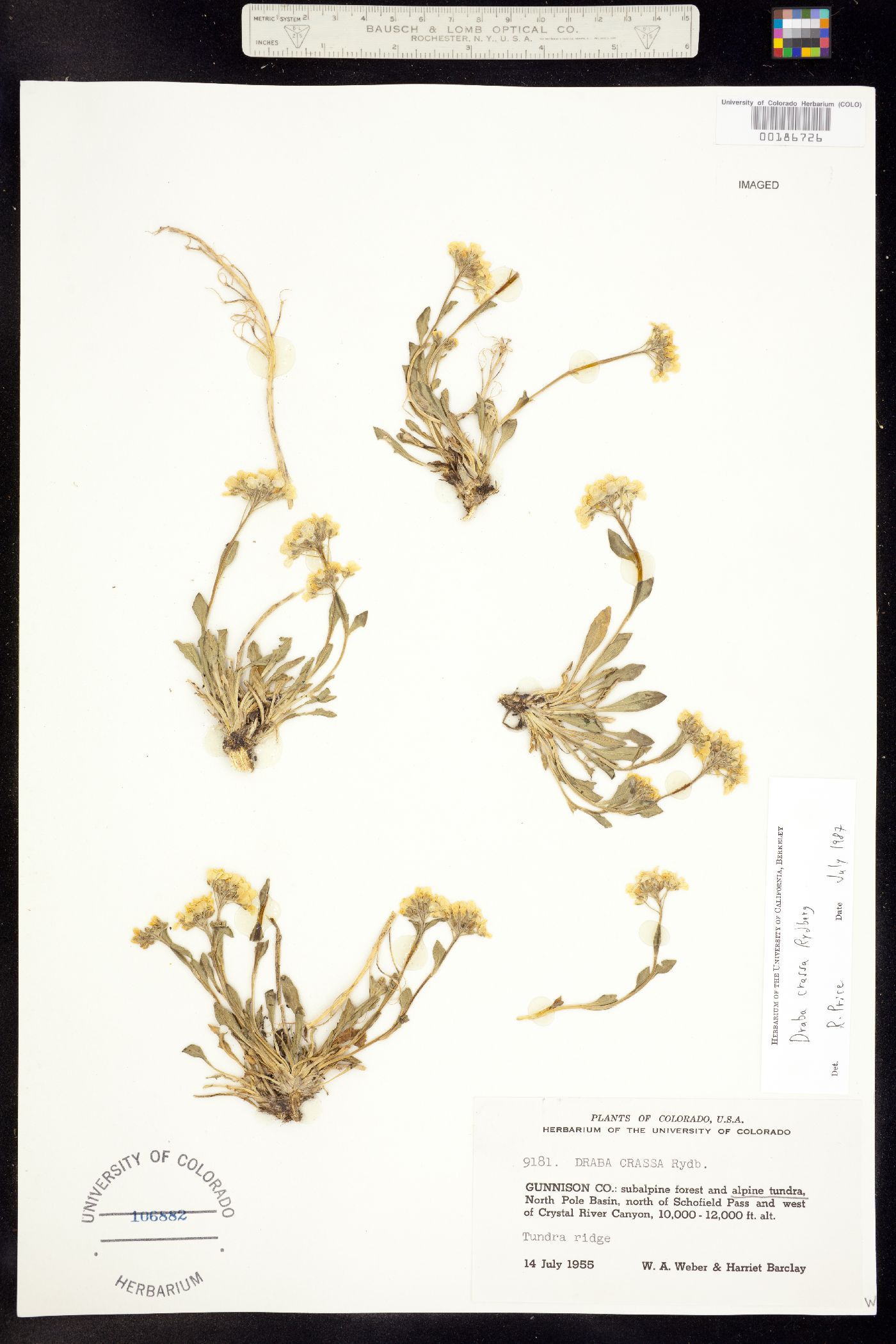 Draba crassa image