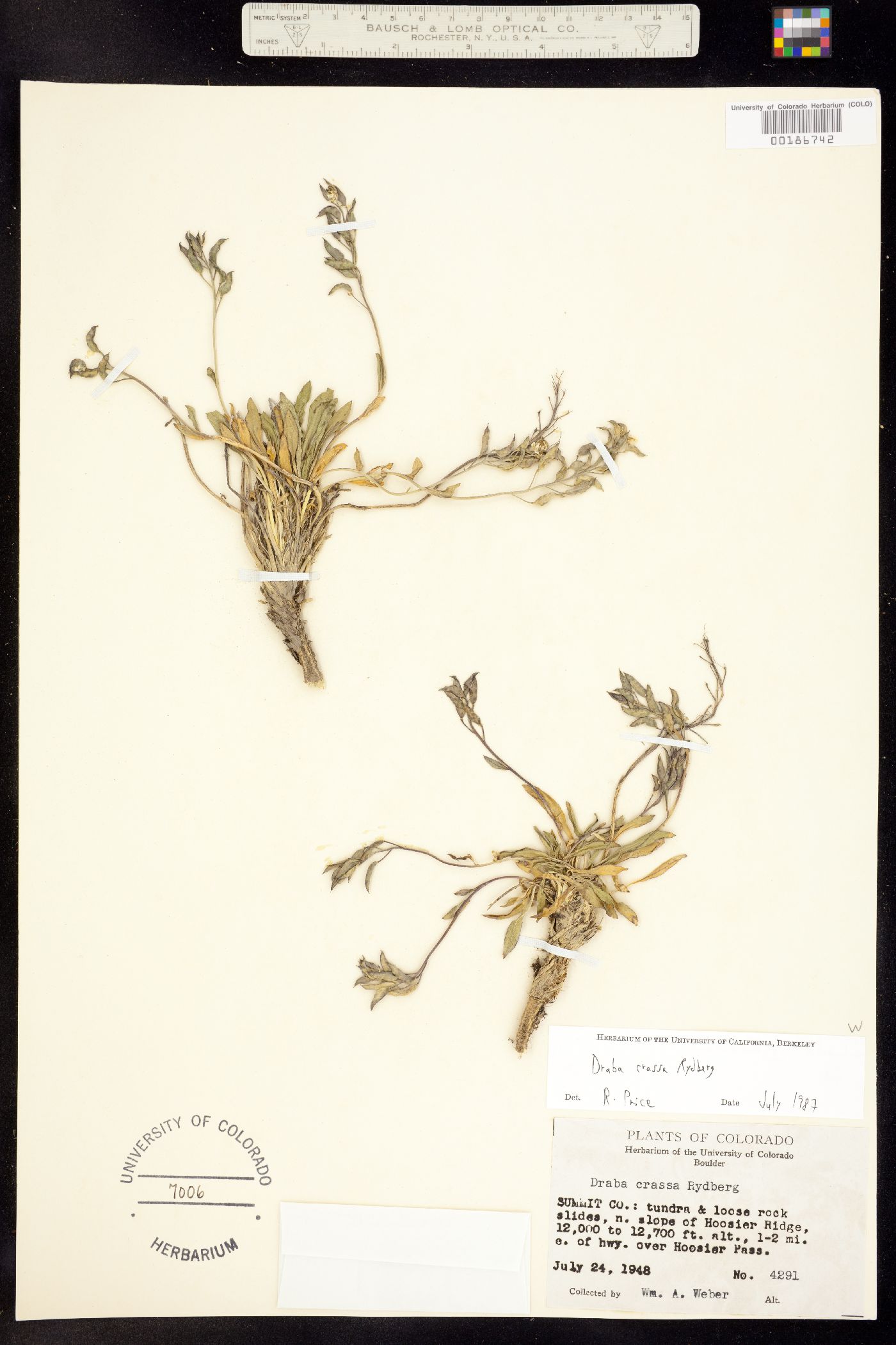 Draba crassa image