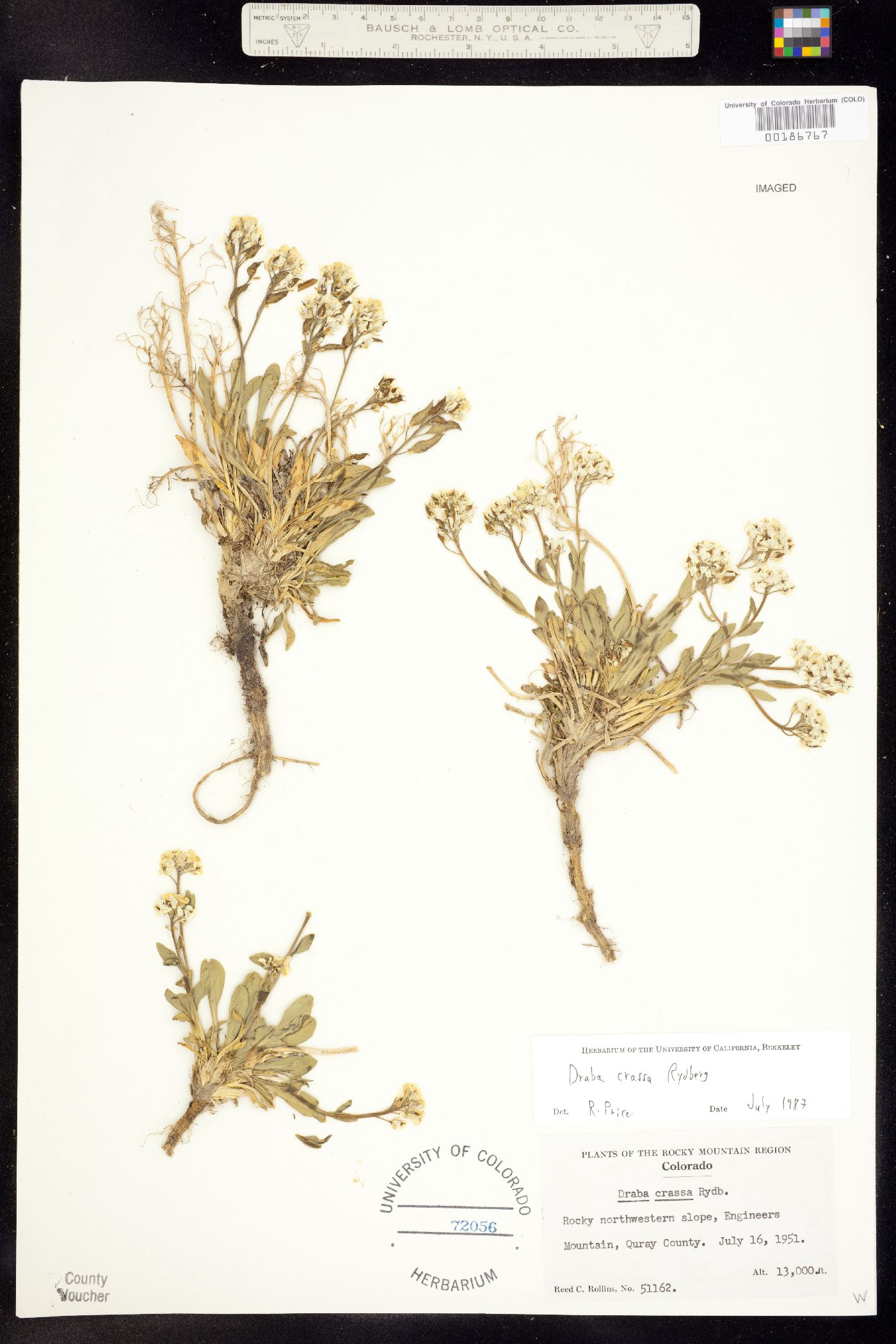 Draba crassa image