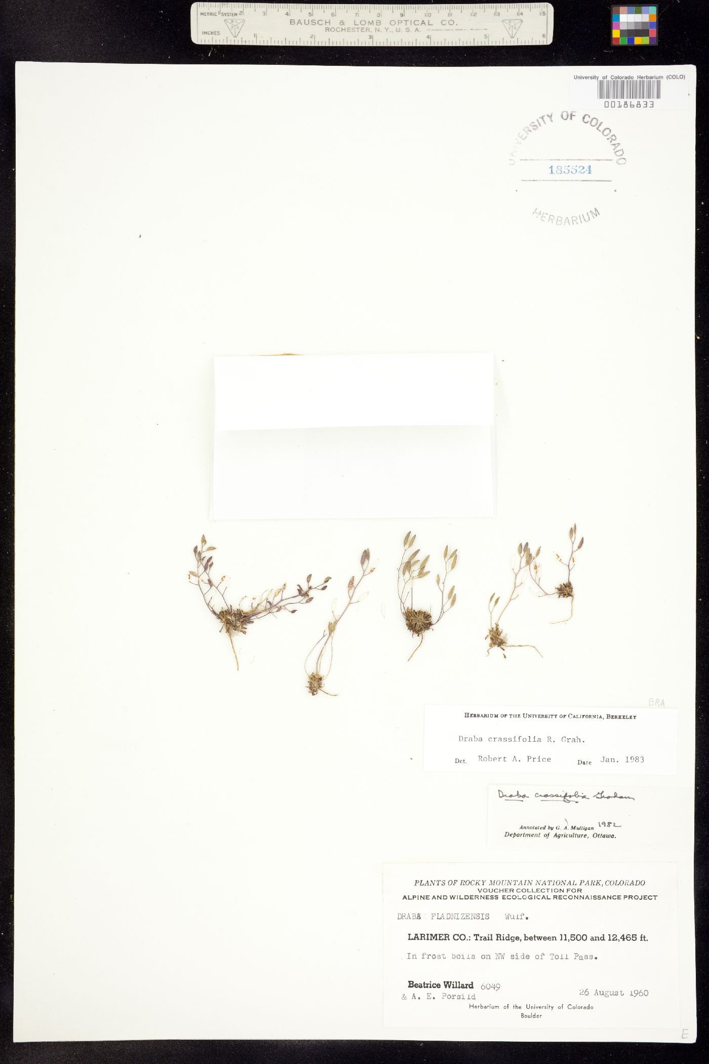 Draba crassifolia image
