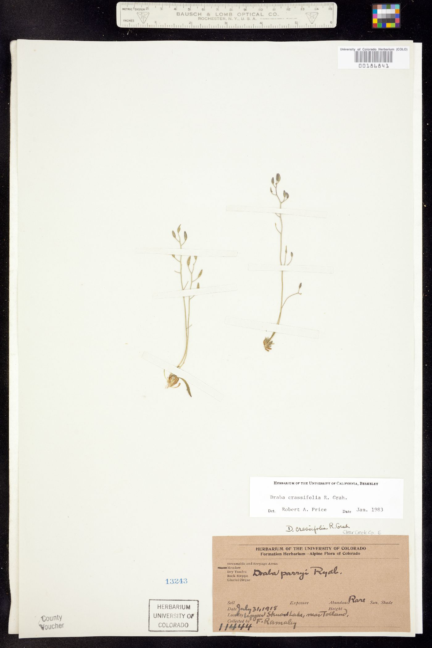 Draba crassifolia image