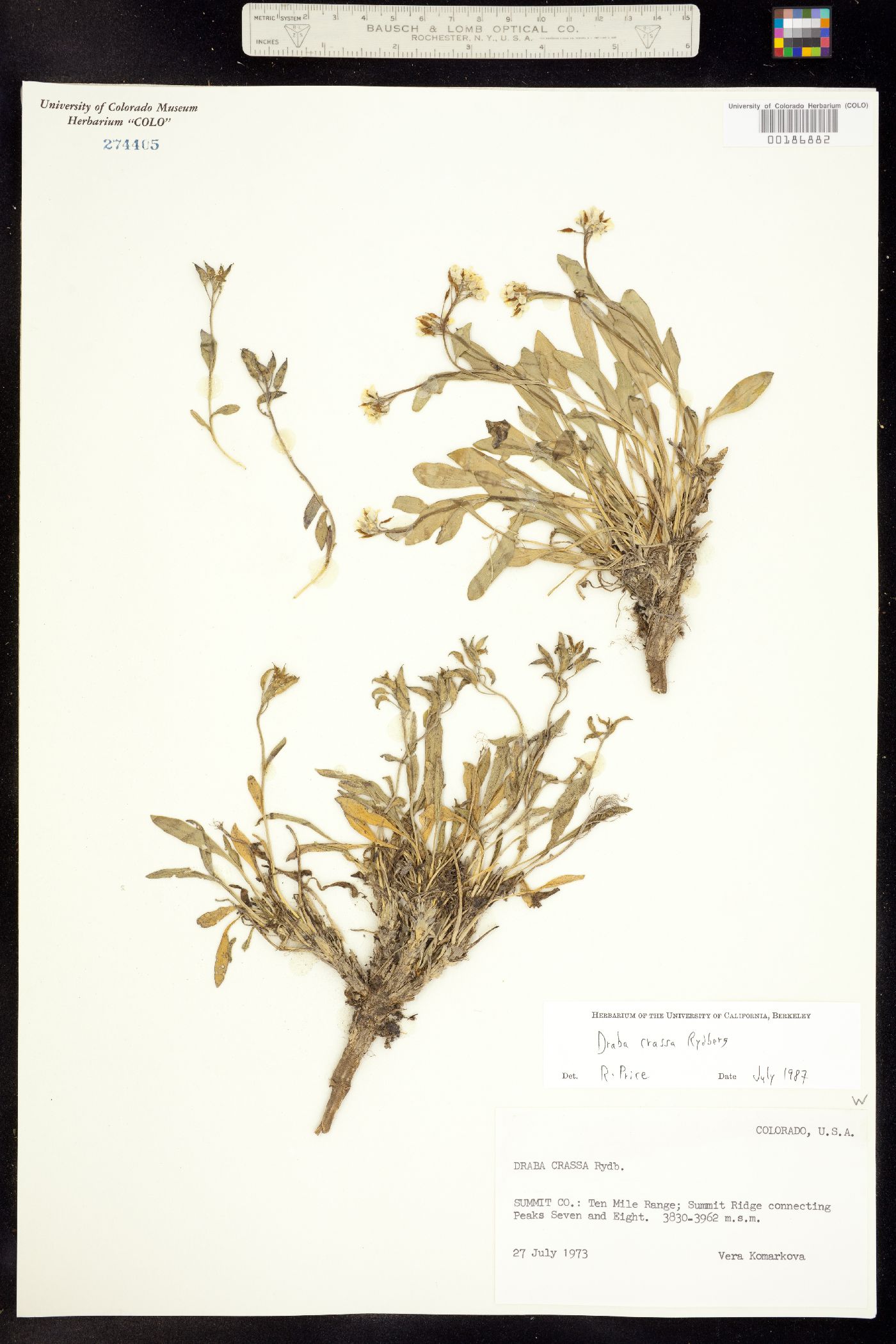 Draba crassa image