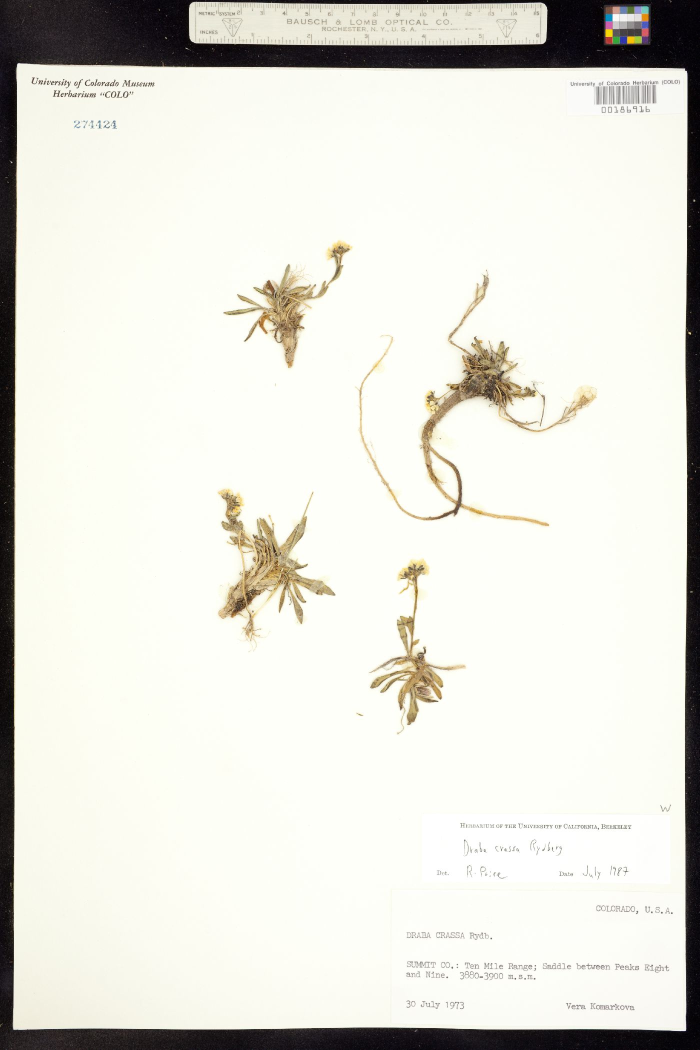 Draba crassa image