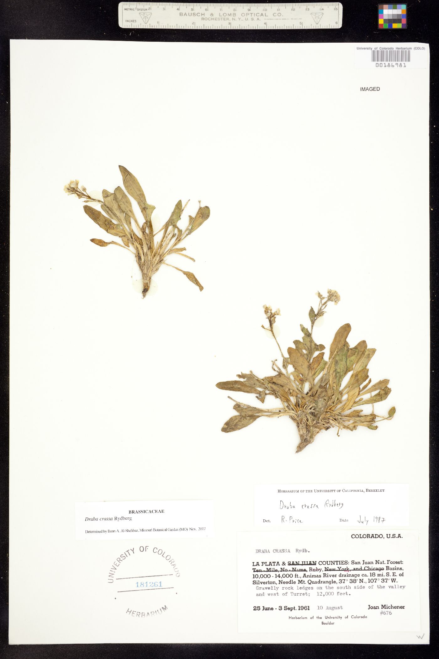 Draba crassa image