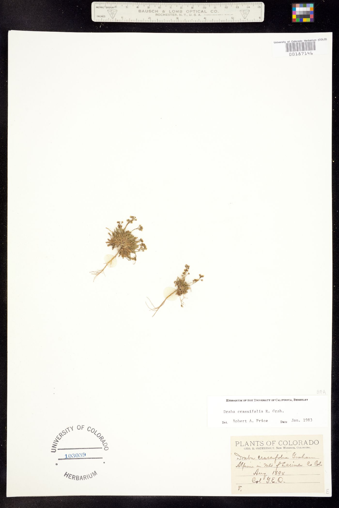 Draba crassifolia image