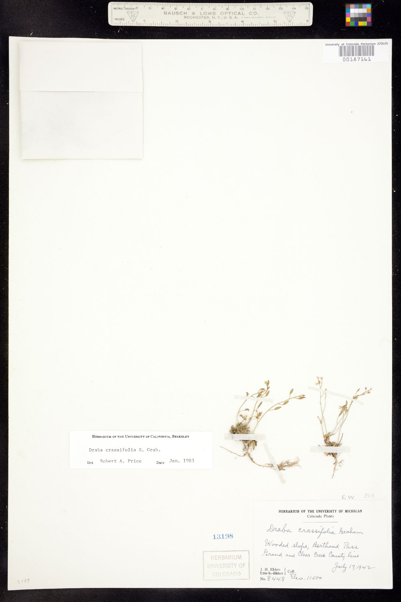 Draba crassifolia image