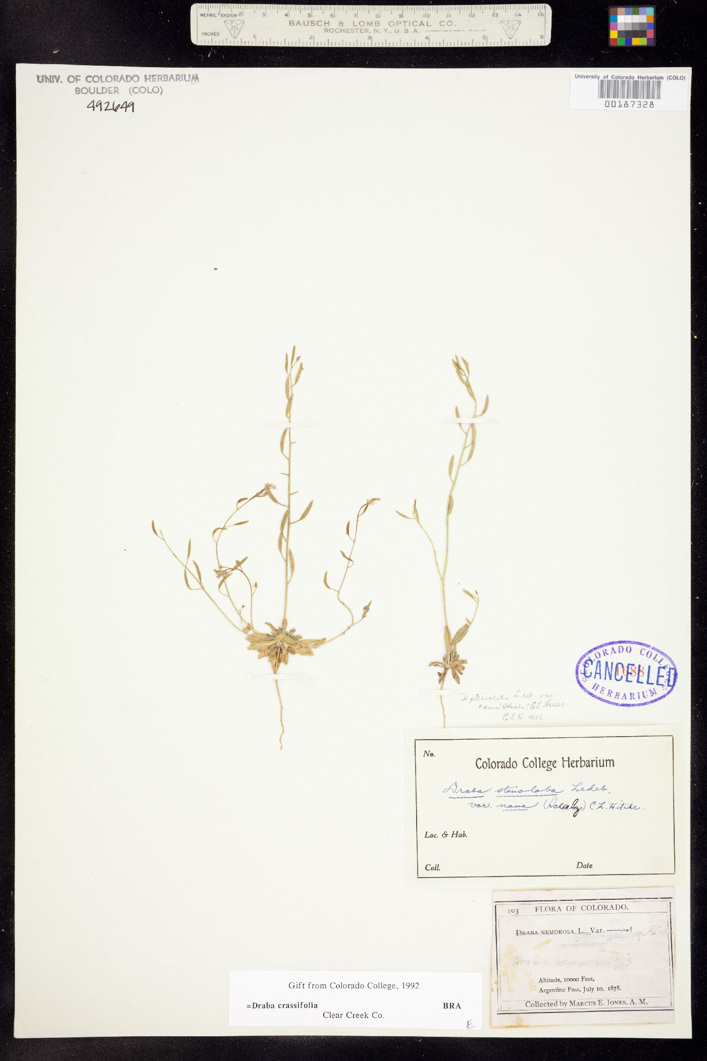 Draba crassifolia image