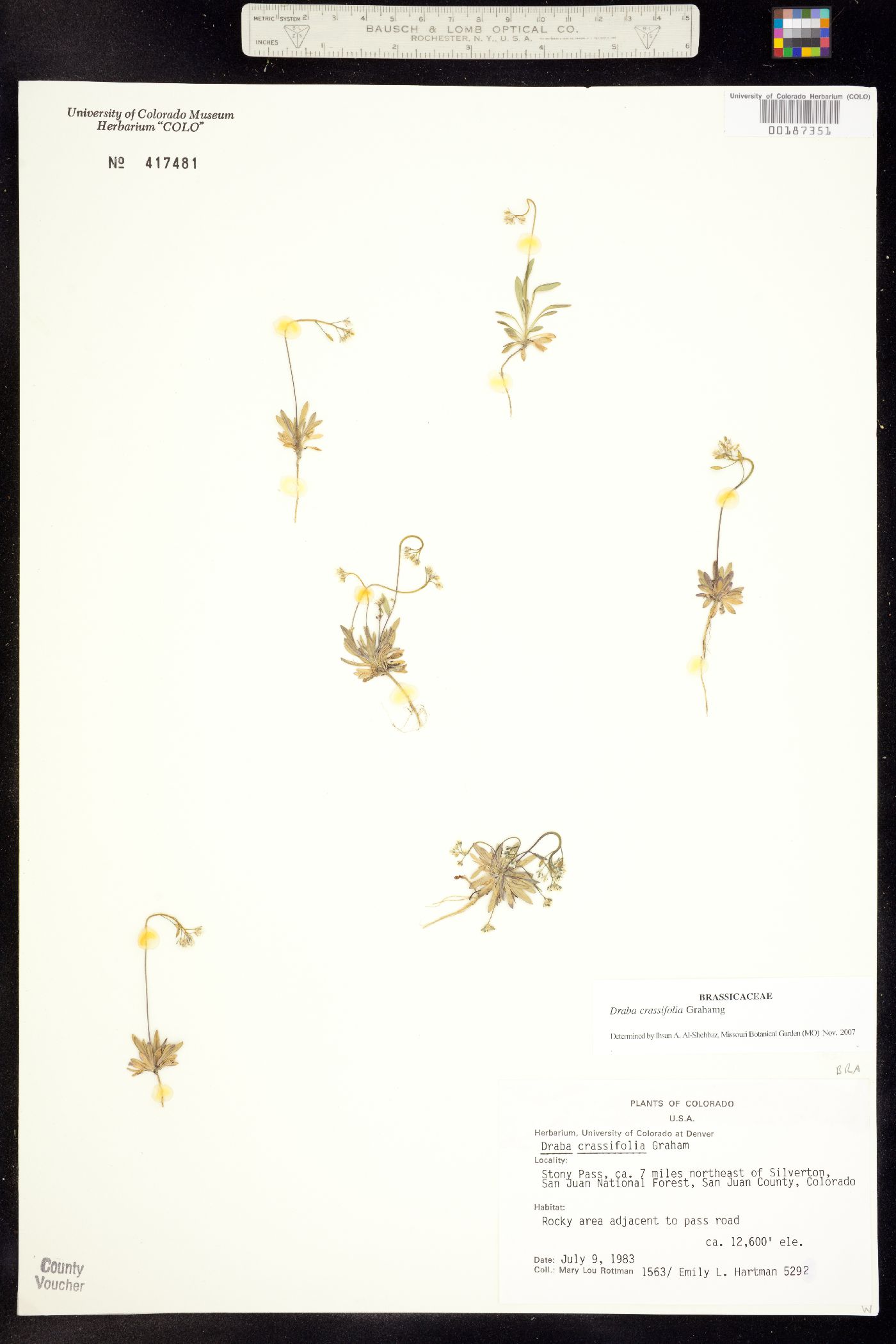 Draba crassifolia image