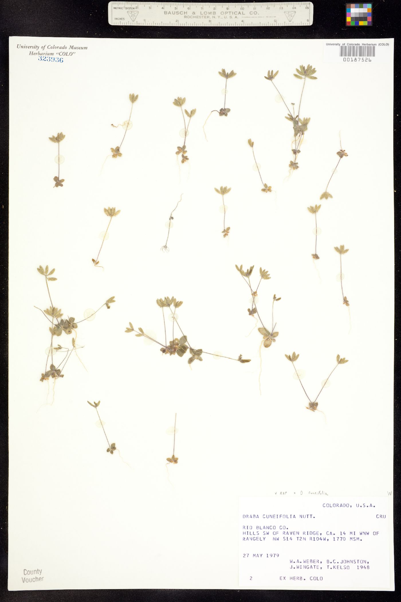 Draba cuneifolia image