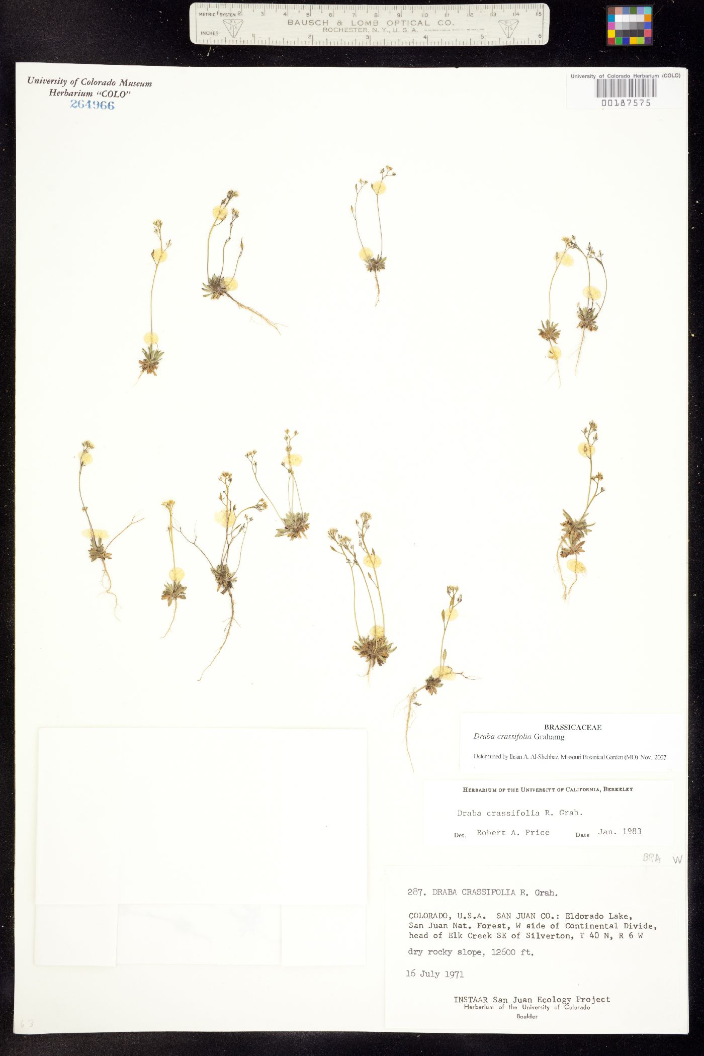 Draba crassifolia image