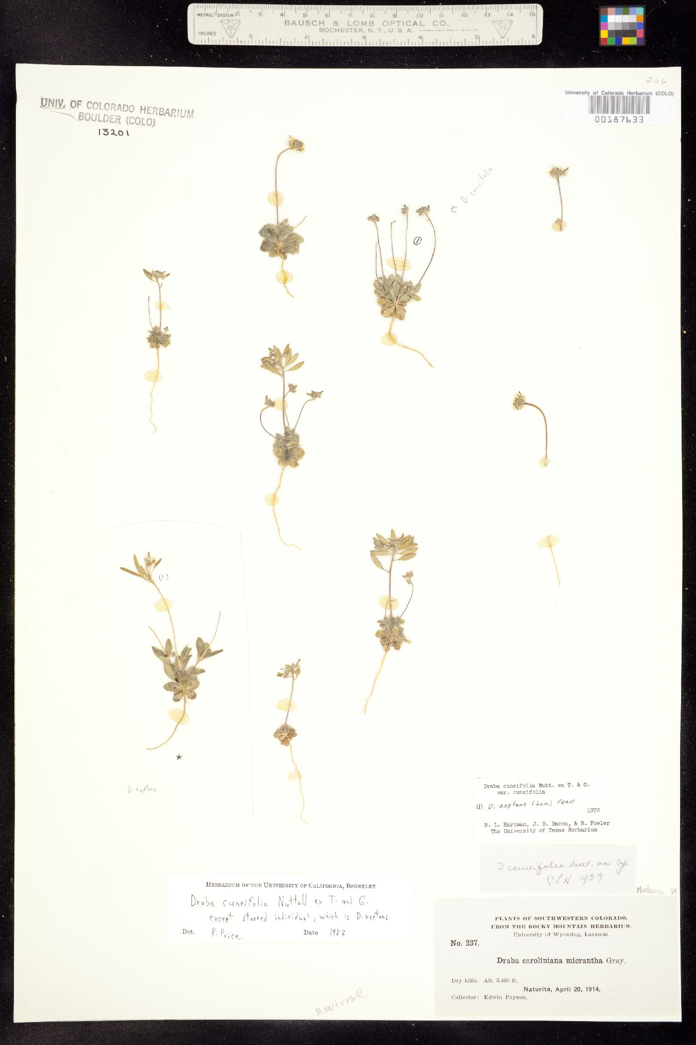Draba image