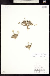 Draba exunguiculata image