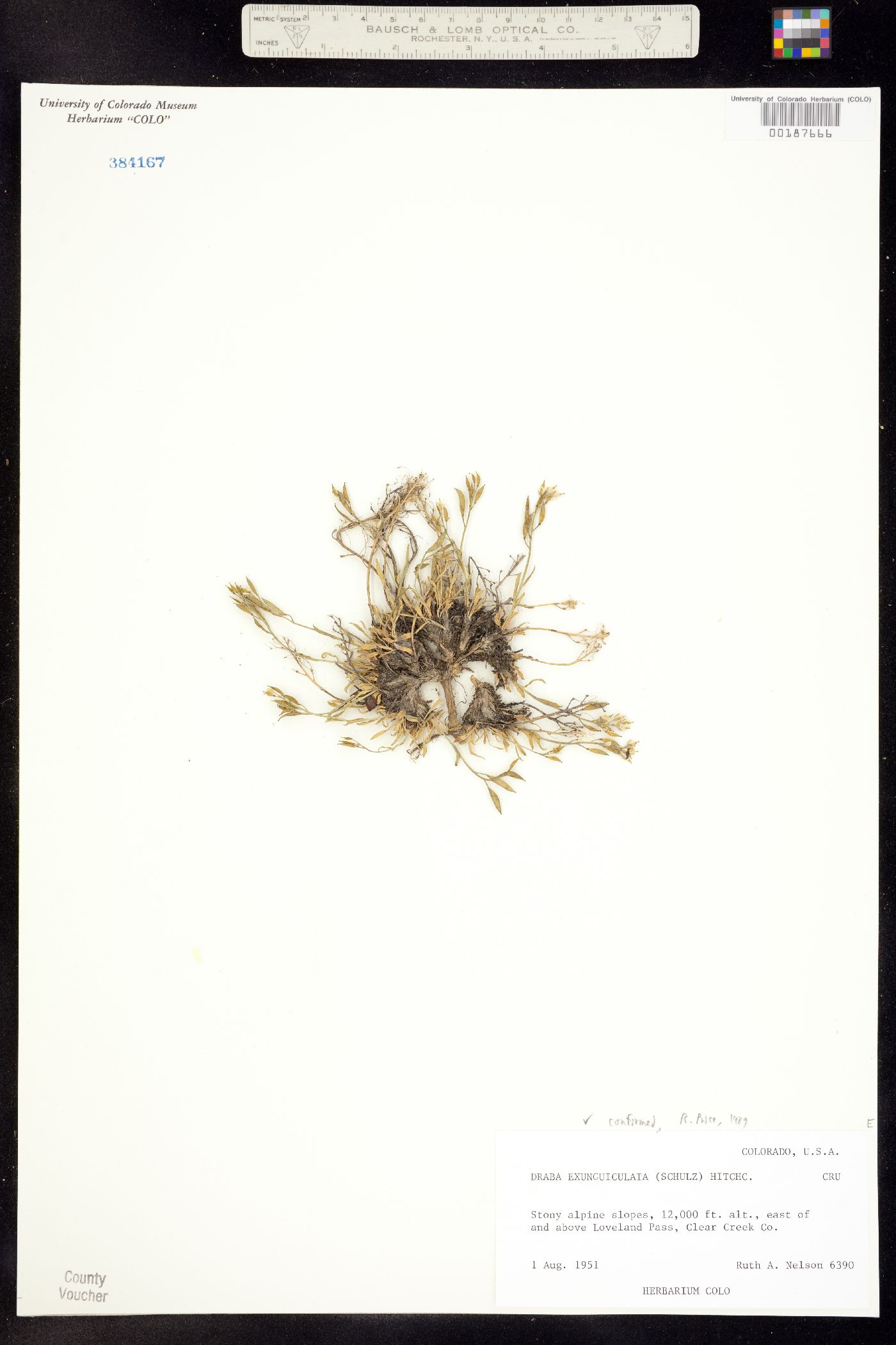Draba exunguiculata image