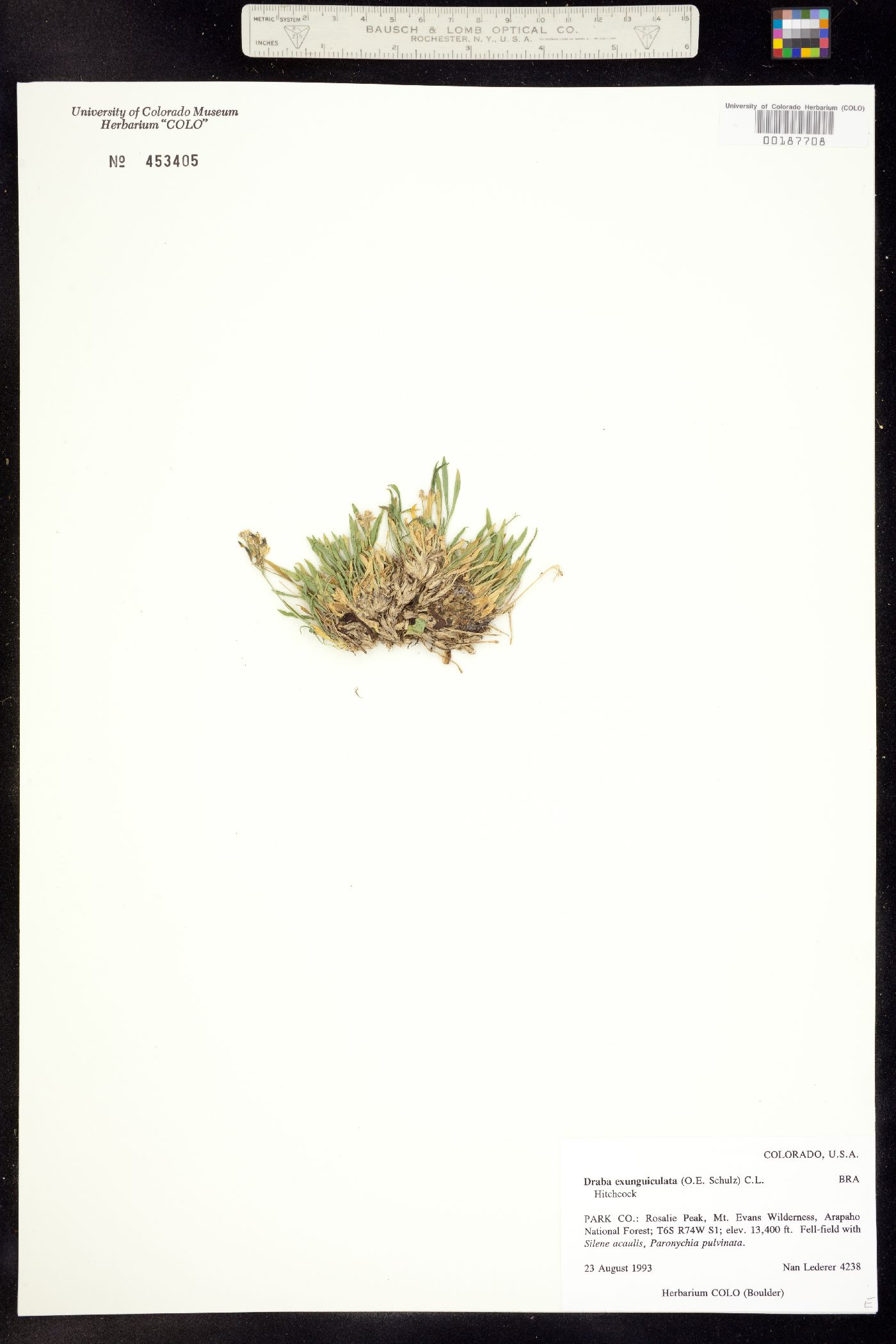 Draba exunguiculata image