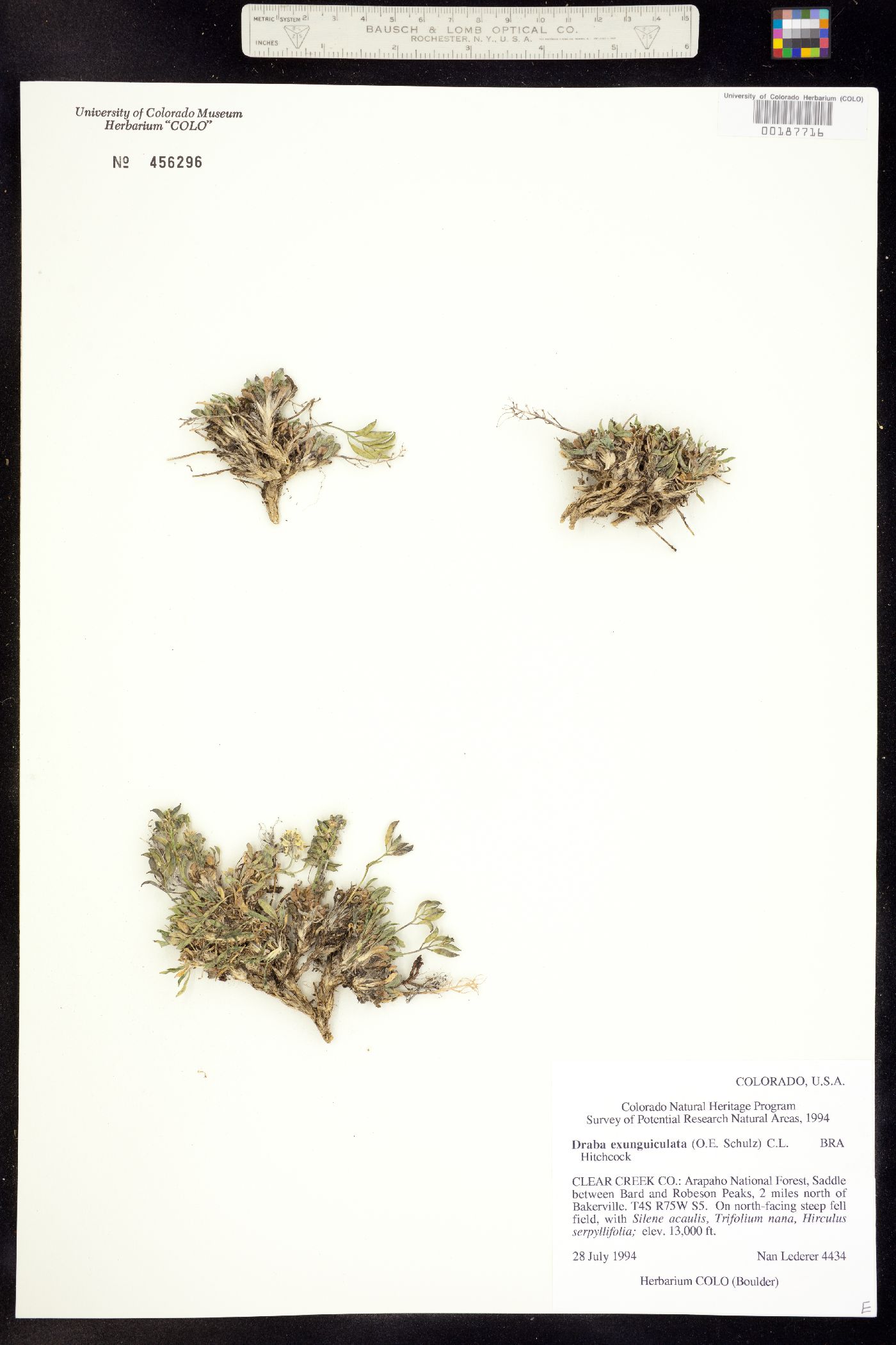 Draba exunguiculata image
