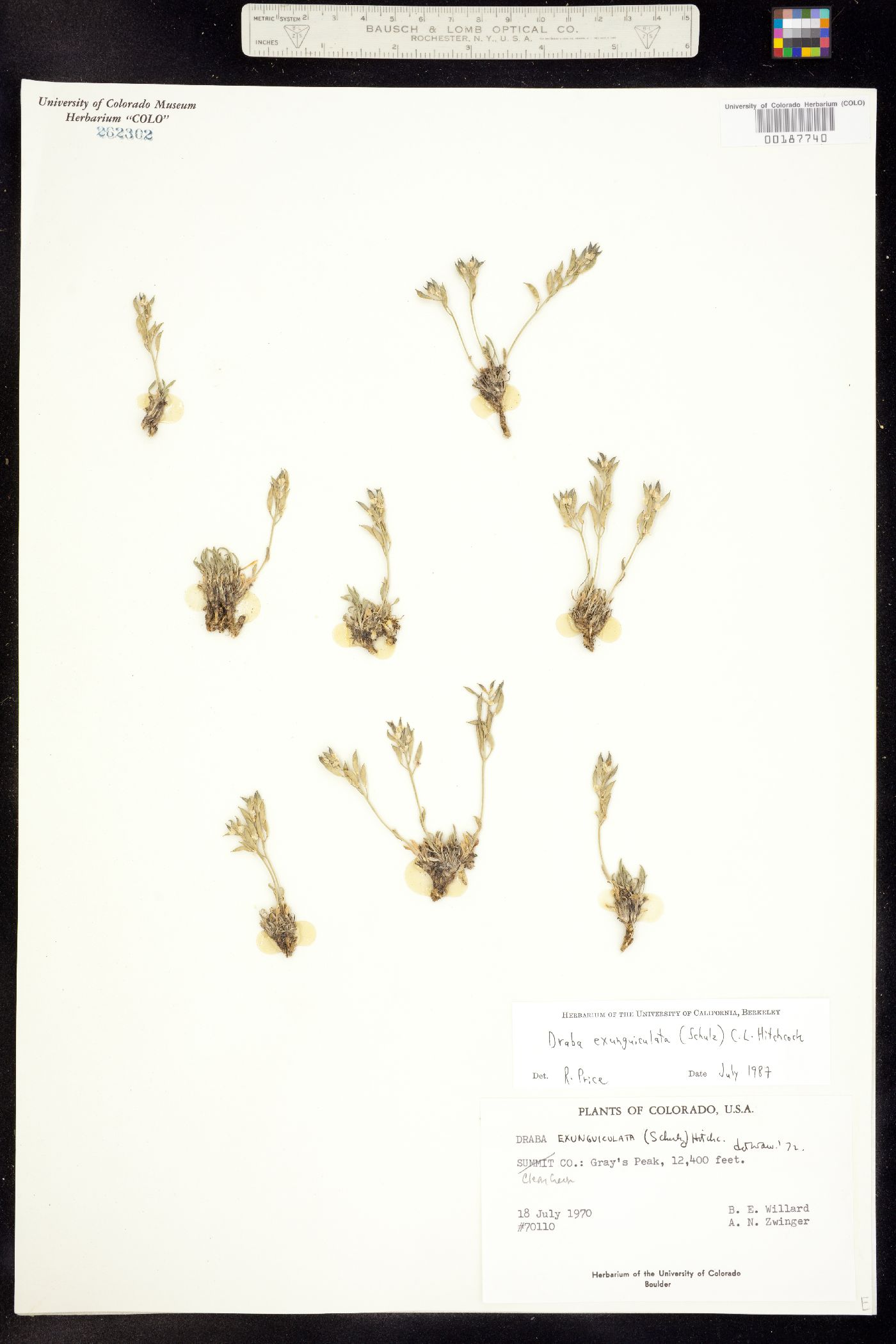 Draba exunguiculata image