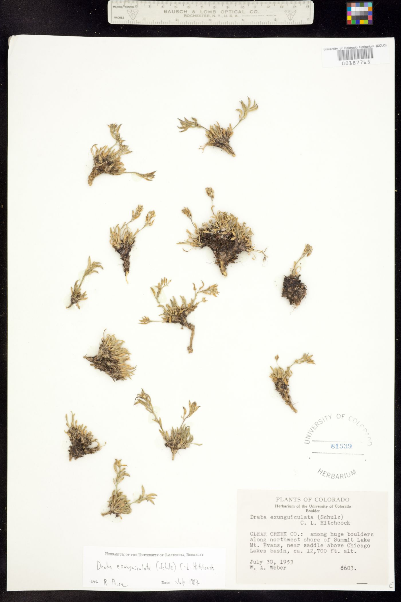 Draba exunguiculata image
