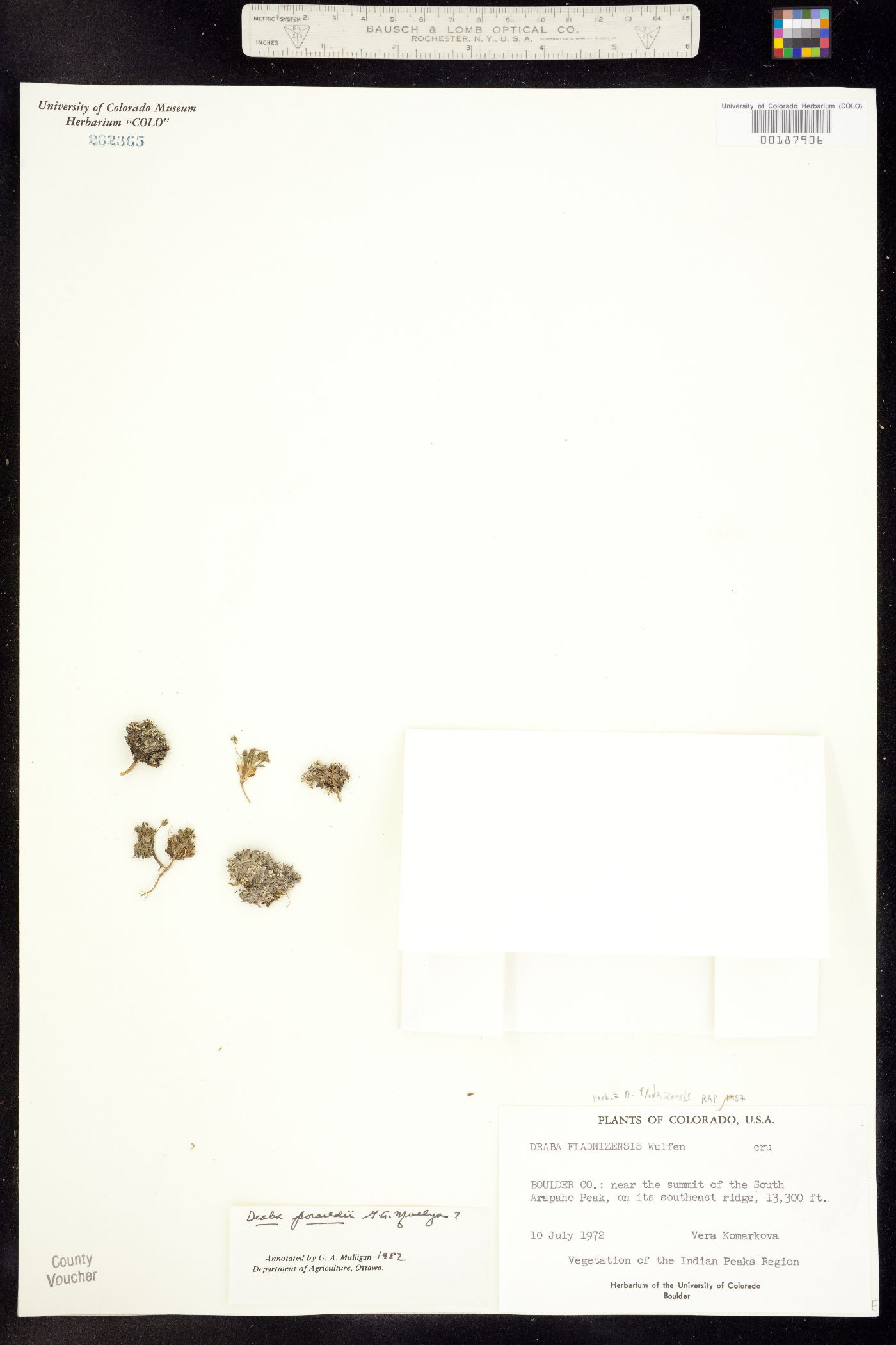 Draba fladnizensis image
