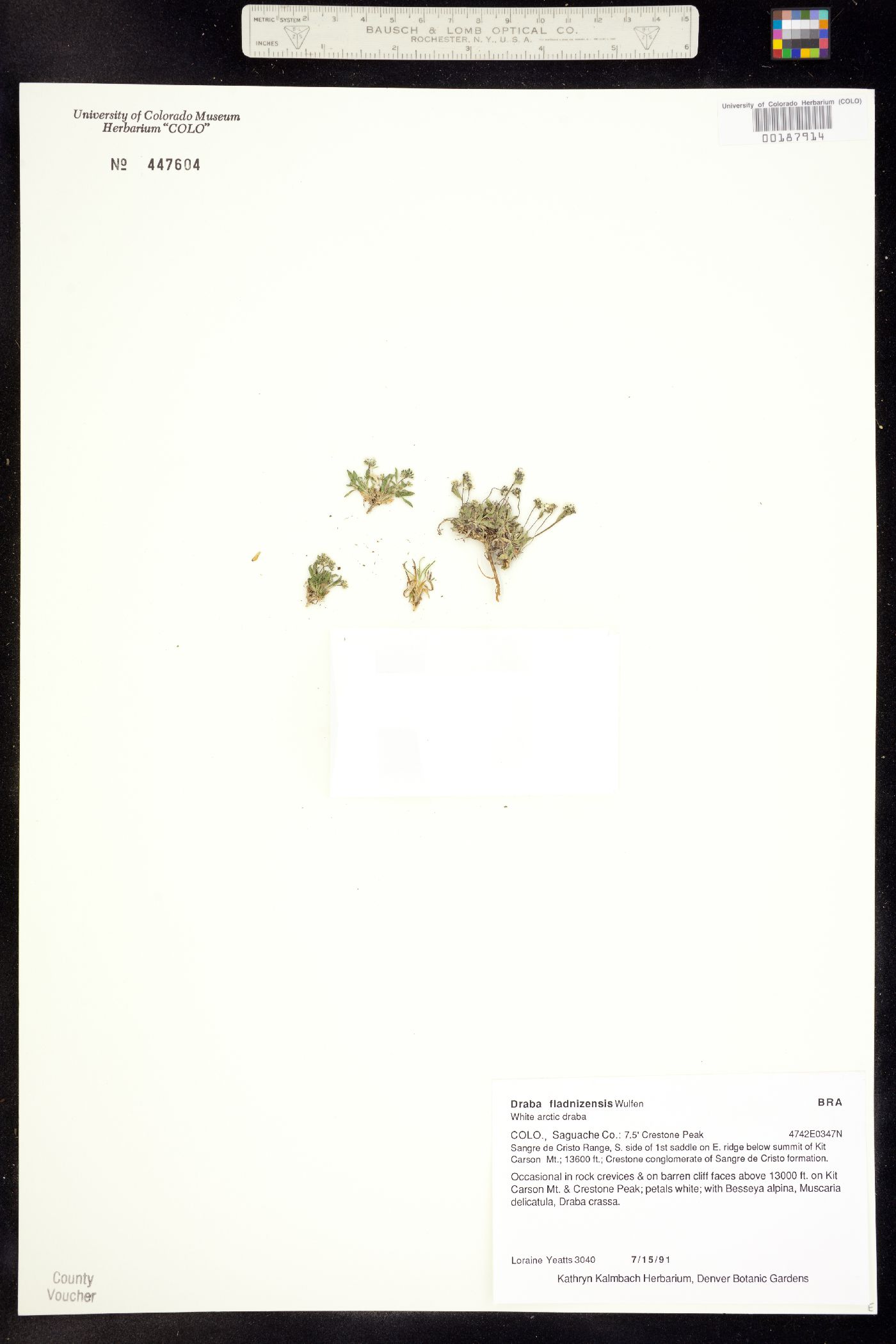 Draba fladnizensis image